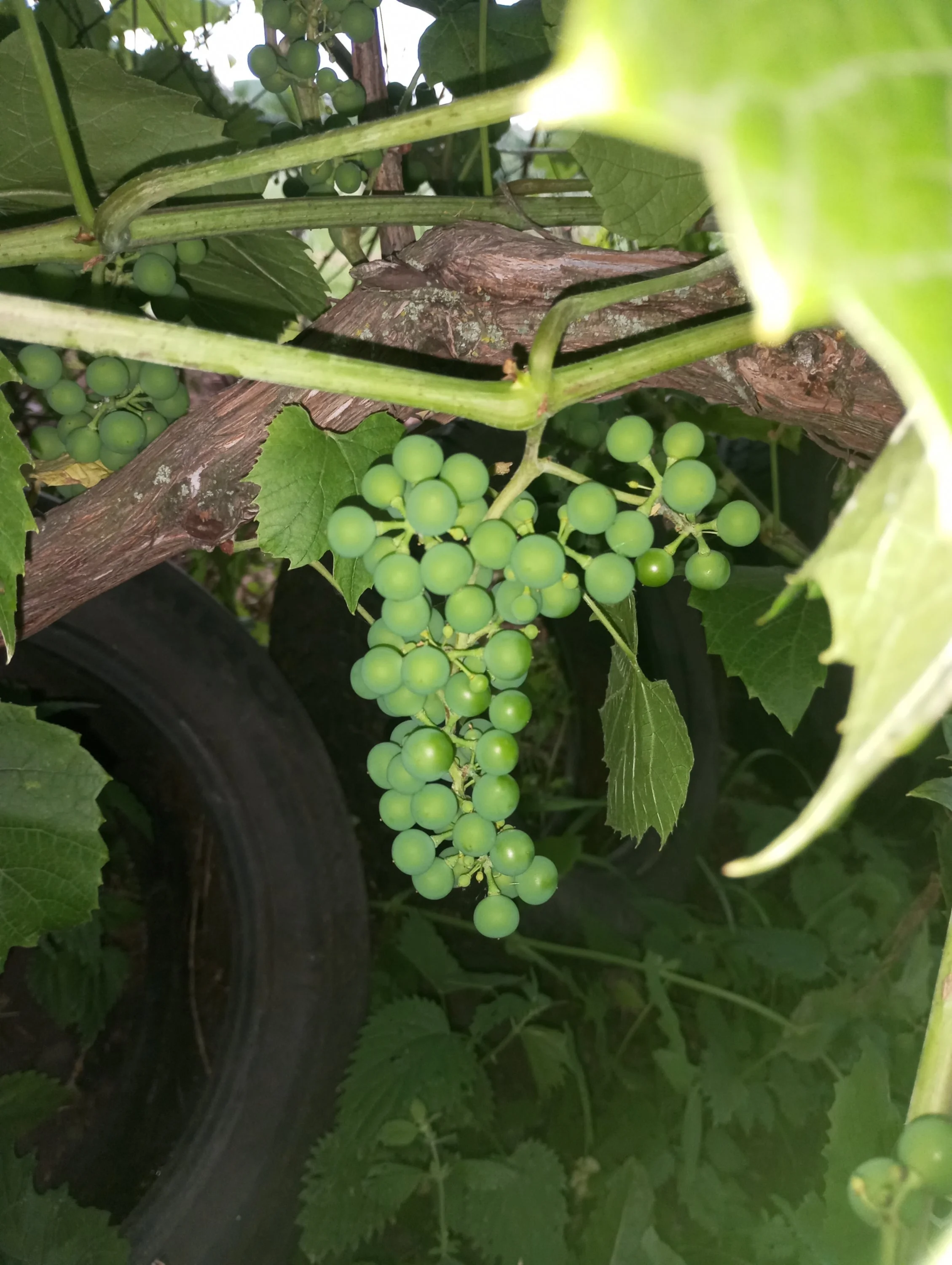 2024-07-05 19-49-22.webp