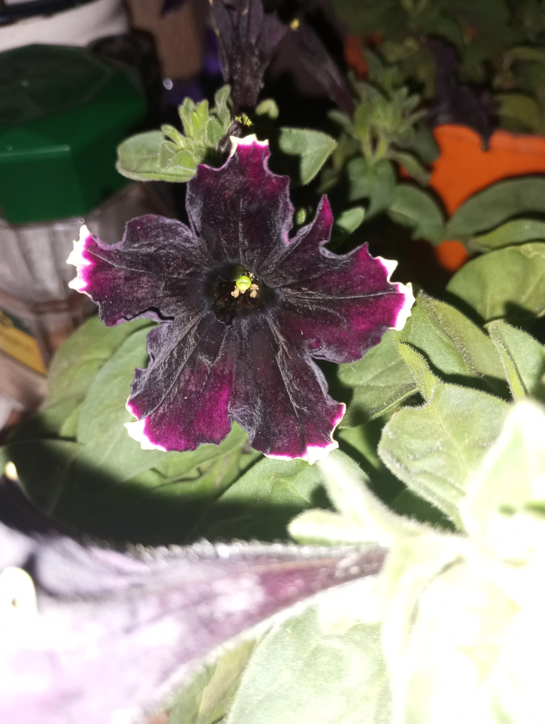 2024-07-05 20-00-29.webp