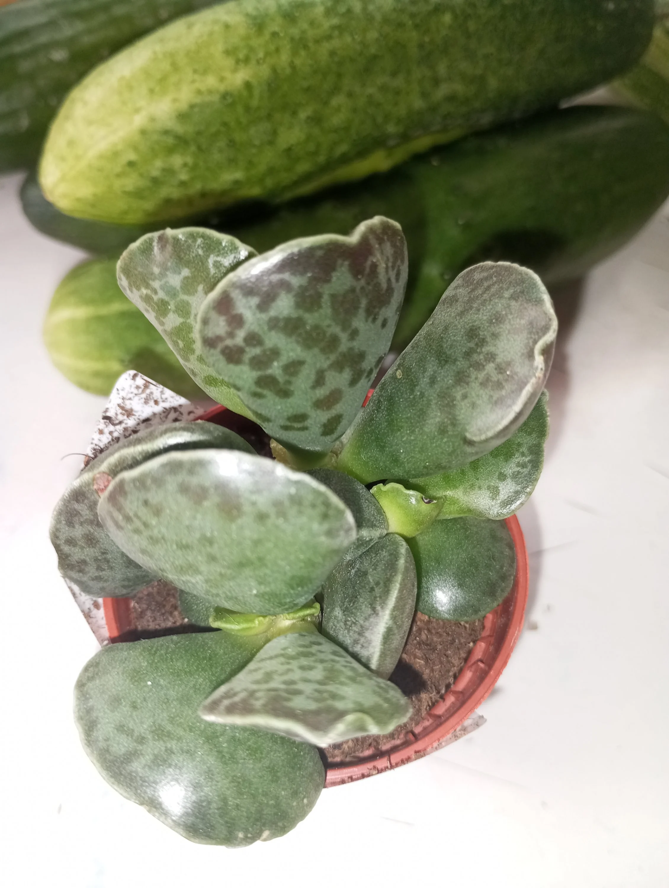 2024-07-11 17-27-33.webp