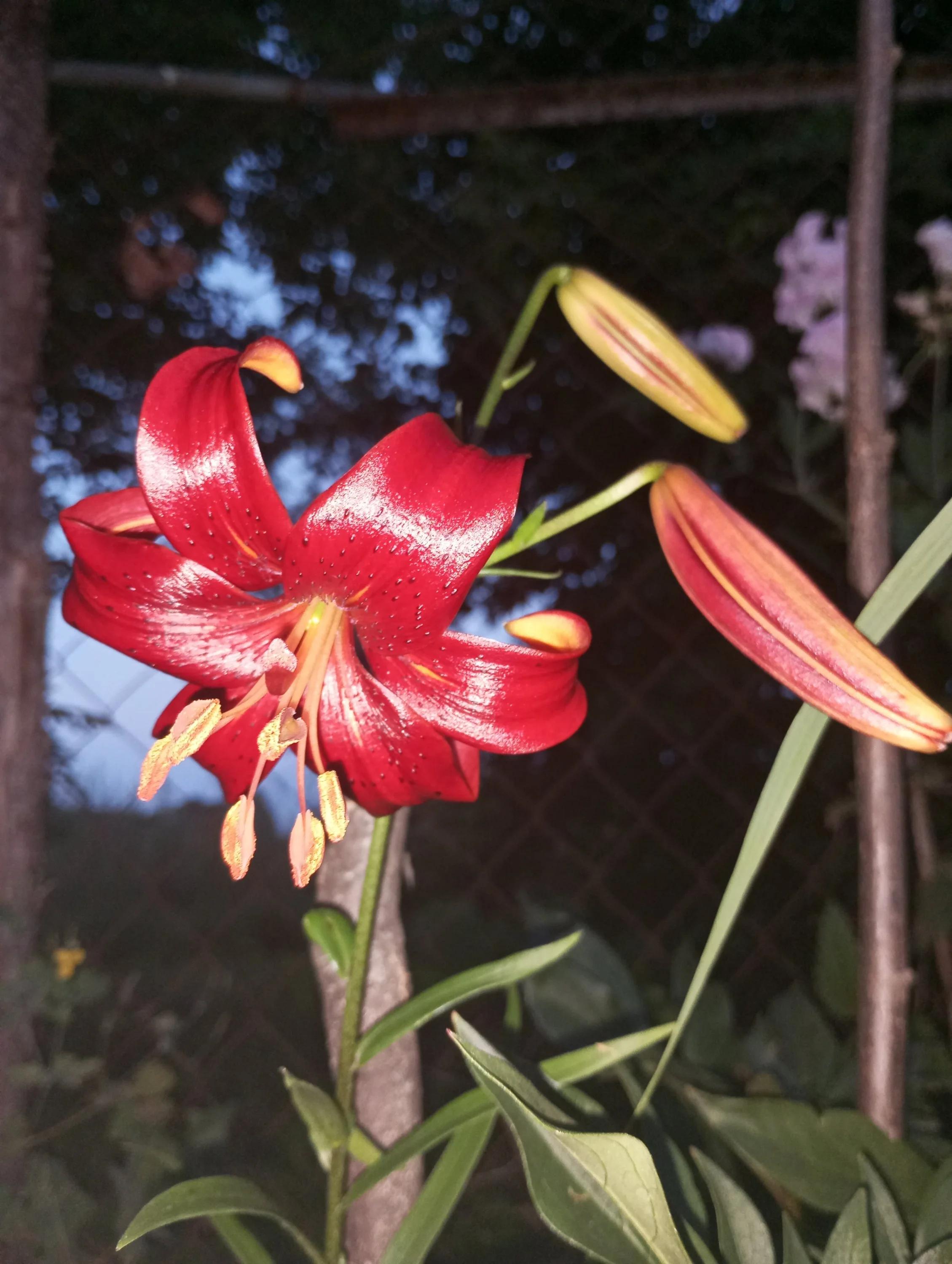 2024-07-12 21-08-55.webp