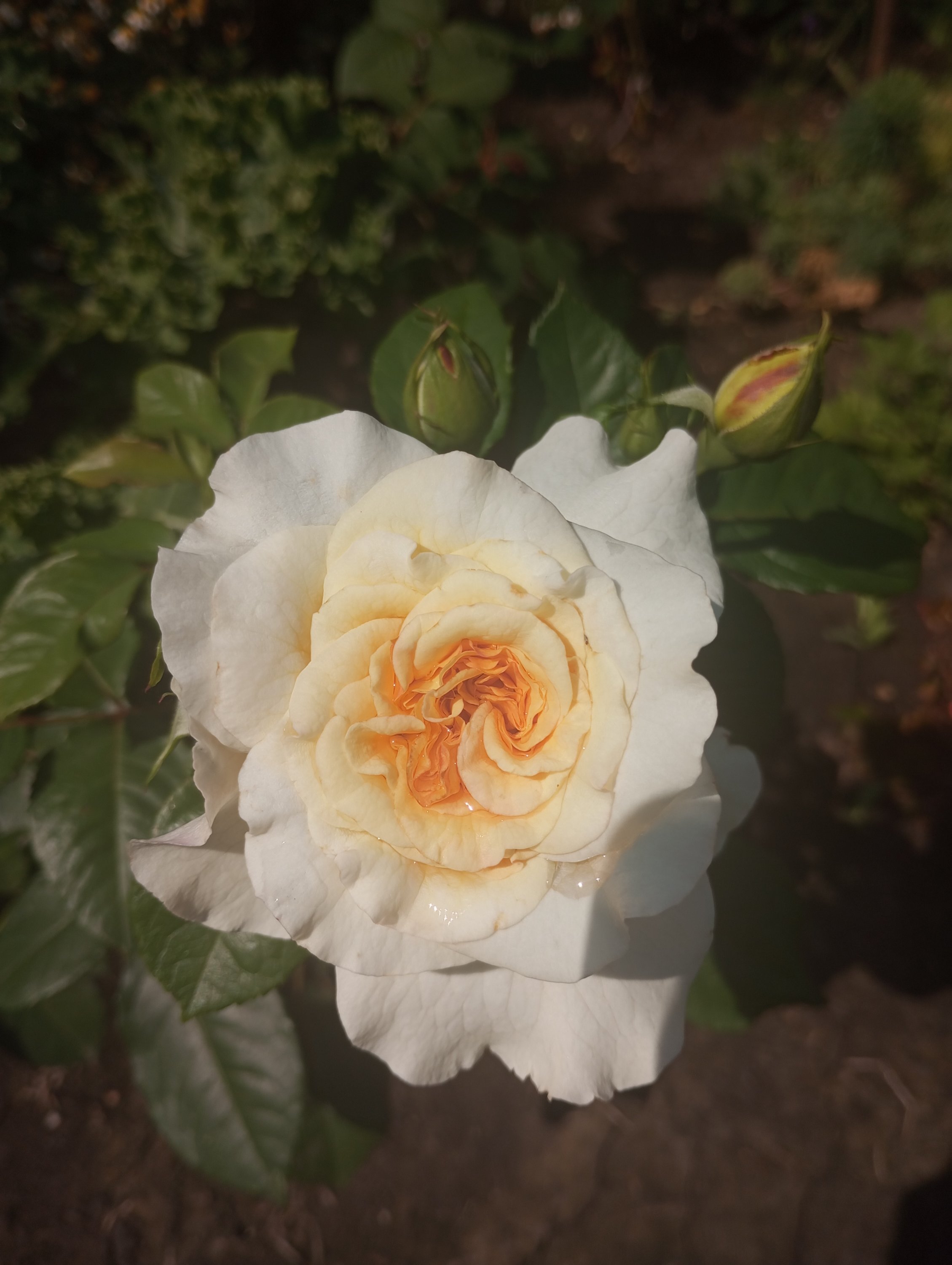 2024-07-14 10-52-37.JPG