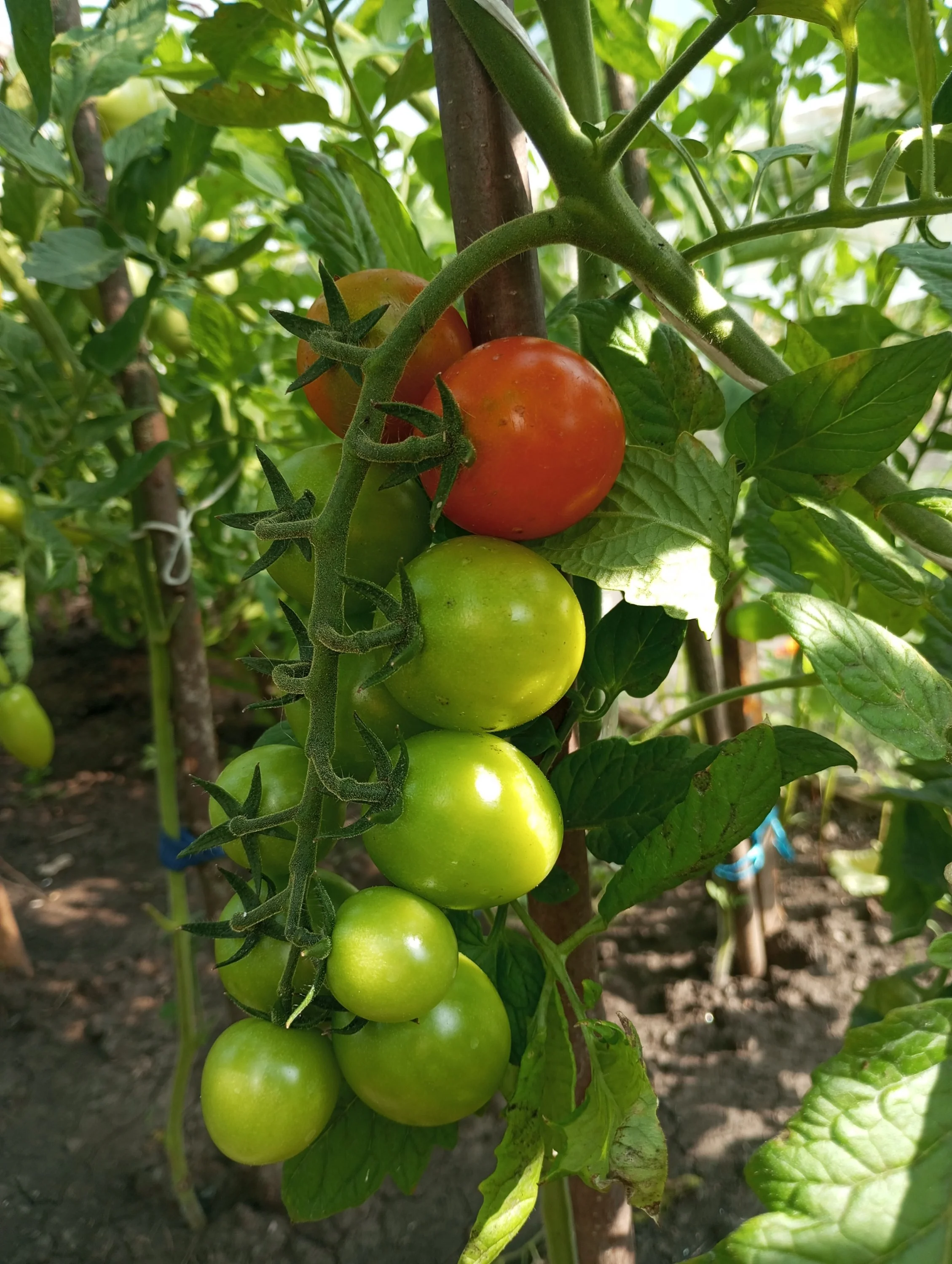 2024-07-16 16-35-17.webp