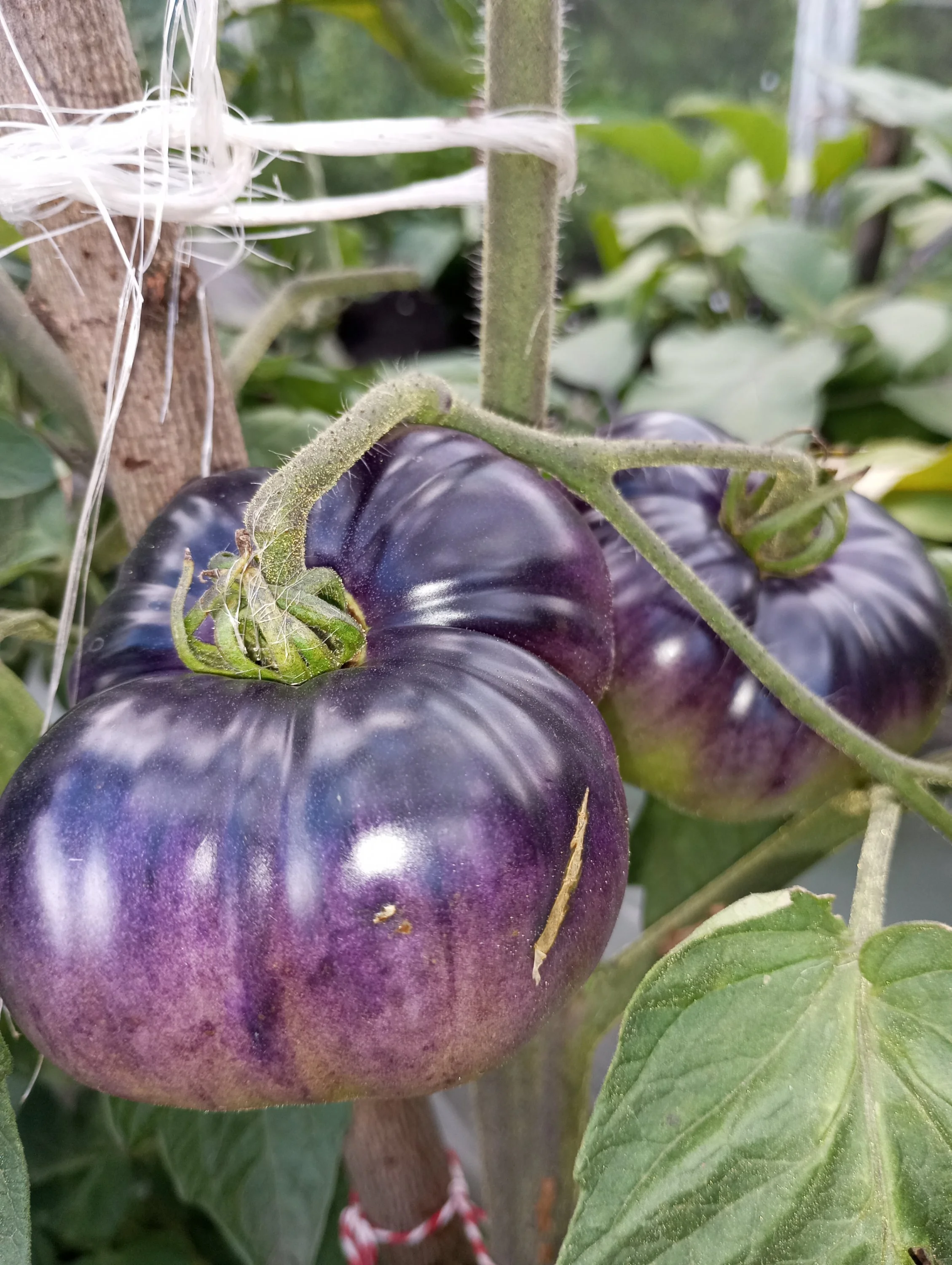 2024-08-09 16-49-10.webp