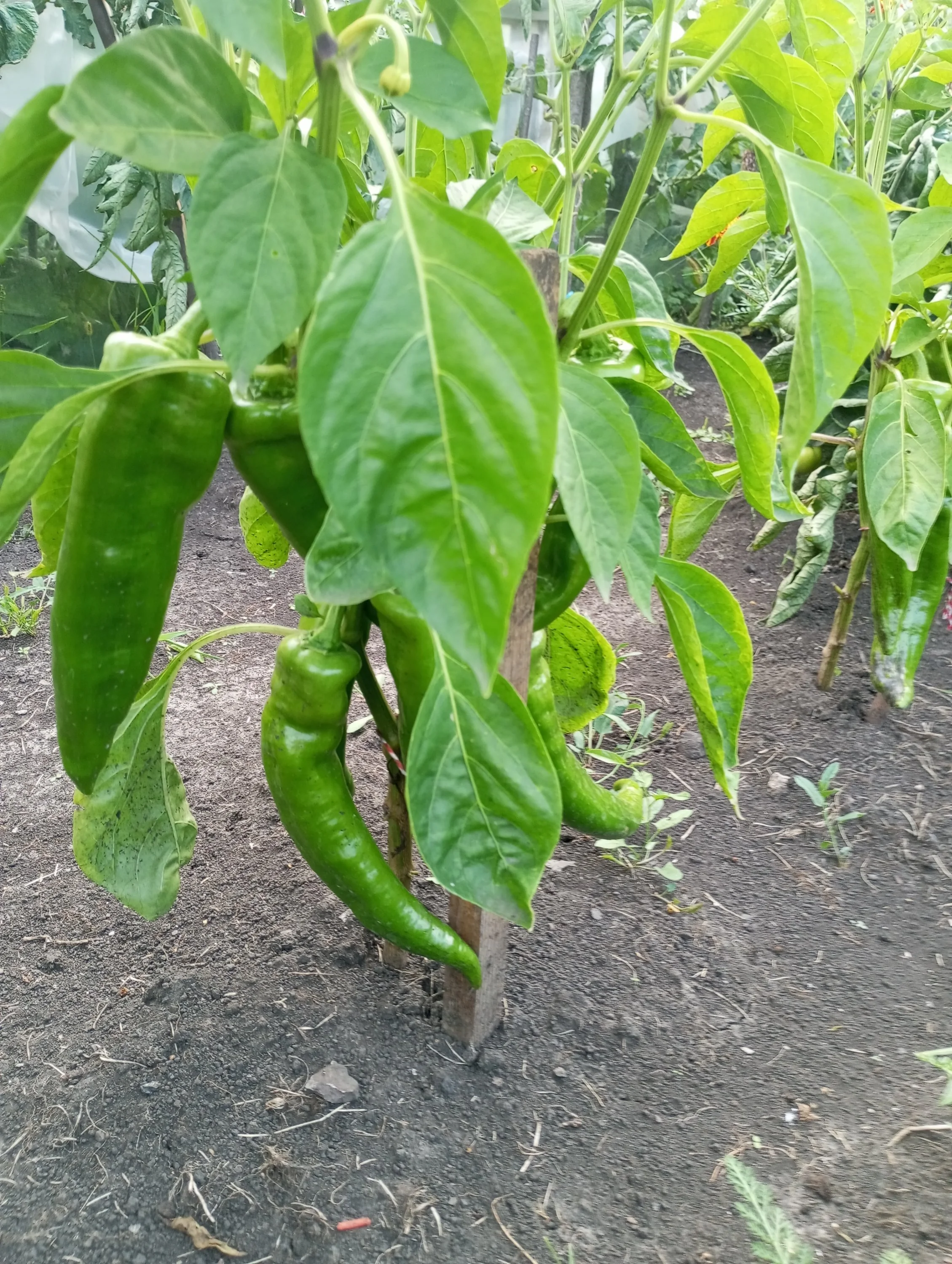 2024-08-13 18-14-01.webp