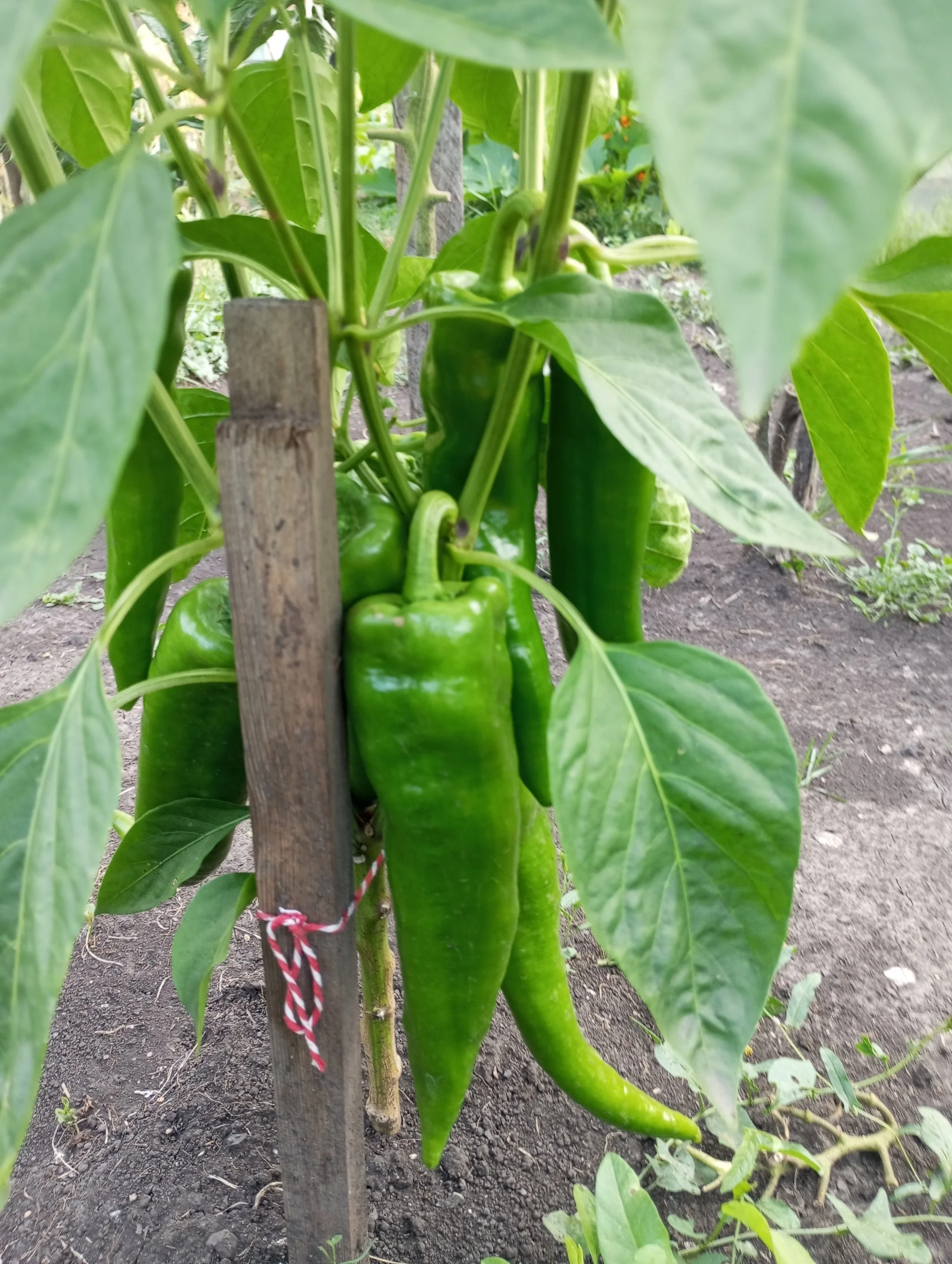 2024-08-13 18-14-05.webp