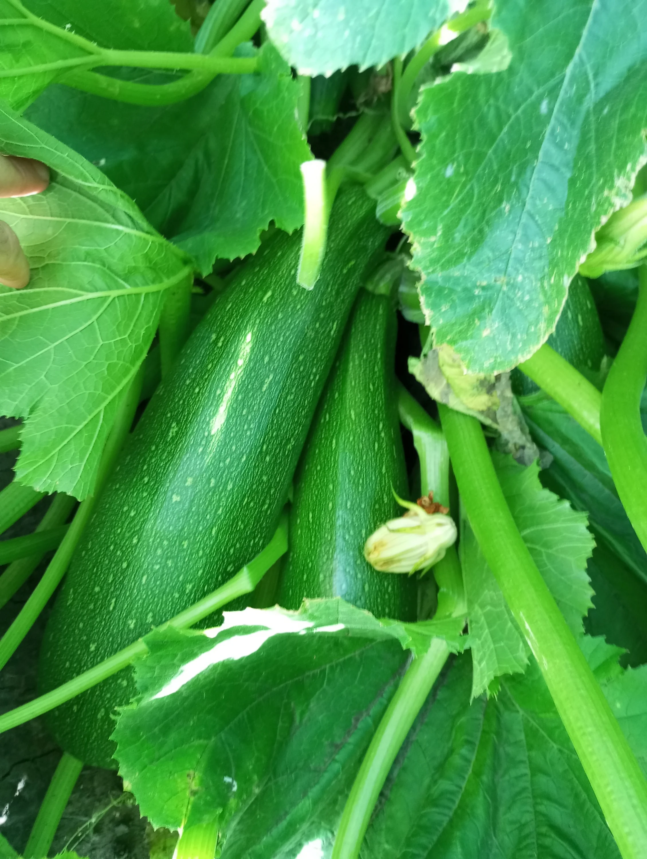 2024-08-13 18-14-47.webp