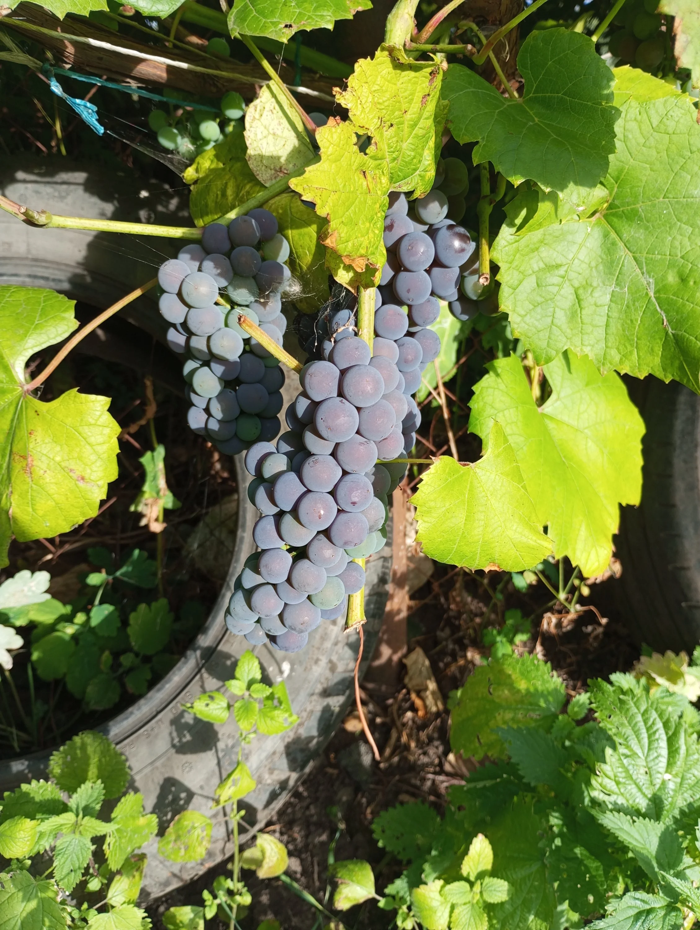 2024-08-13 18-15-03.webp