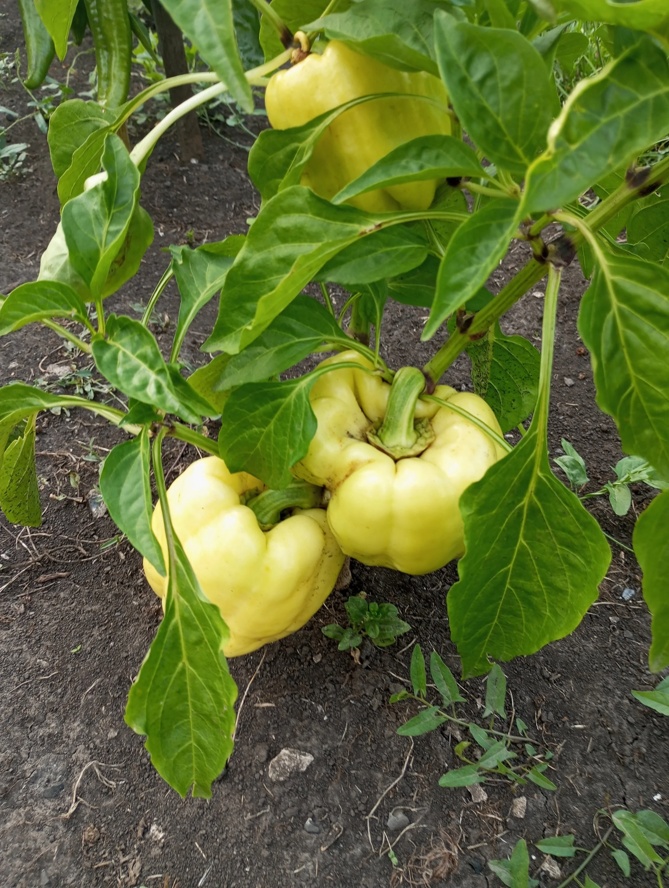 2024-08-13 18-15-31.webp