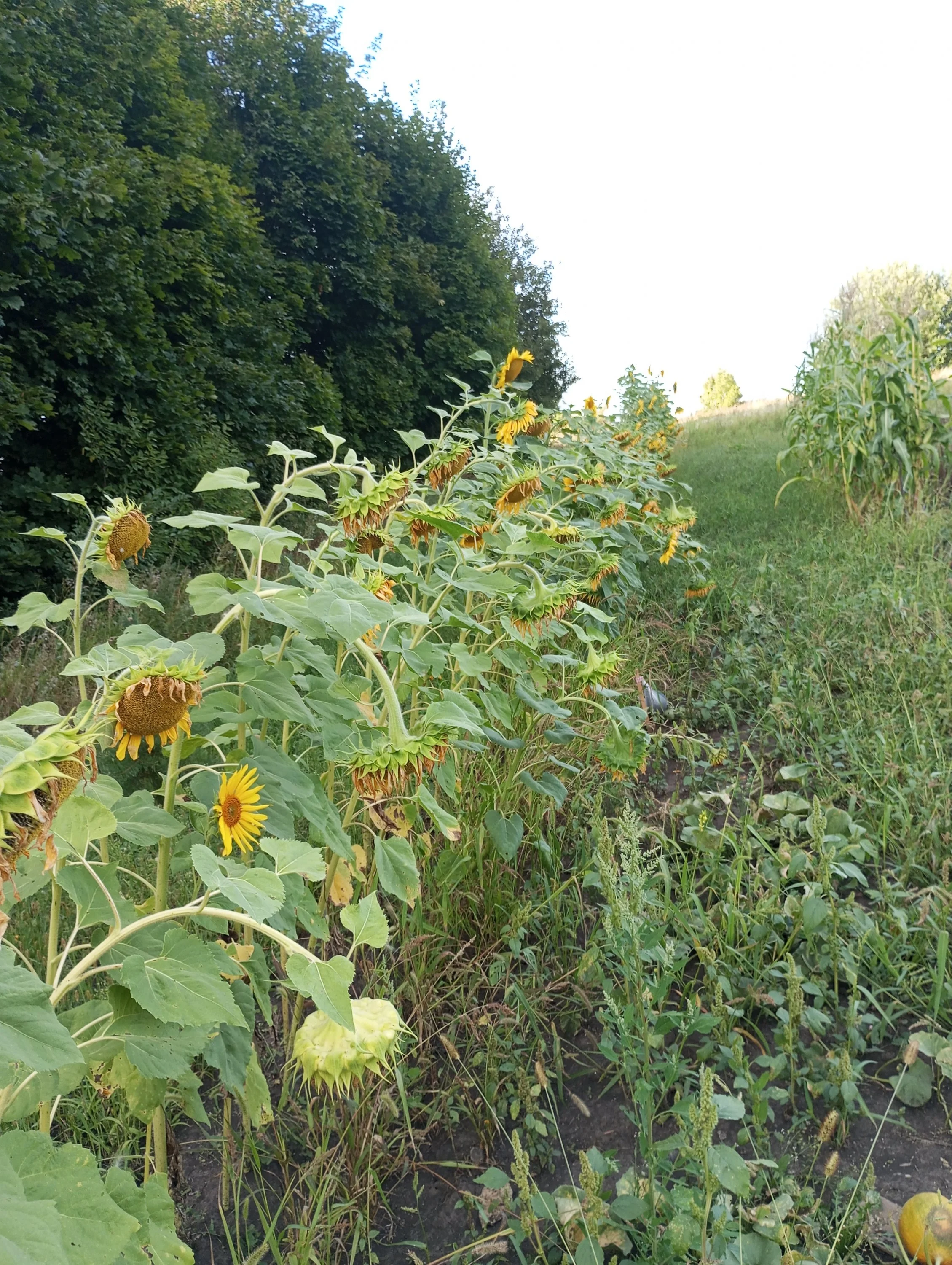 2024-08-13 18-16-34.webp