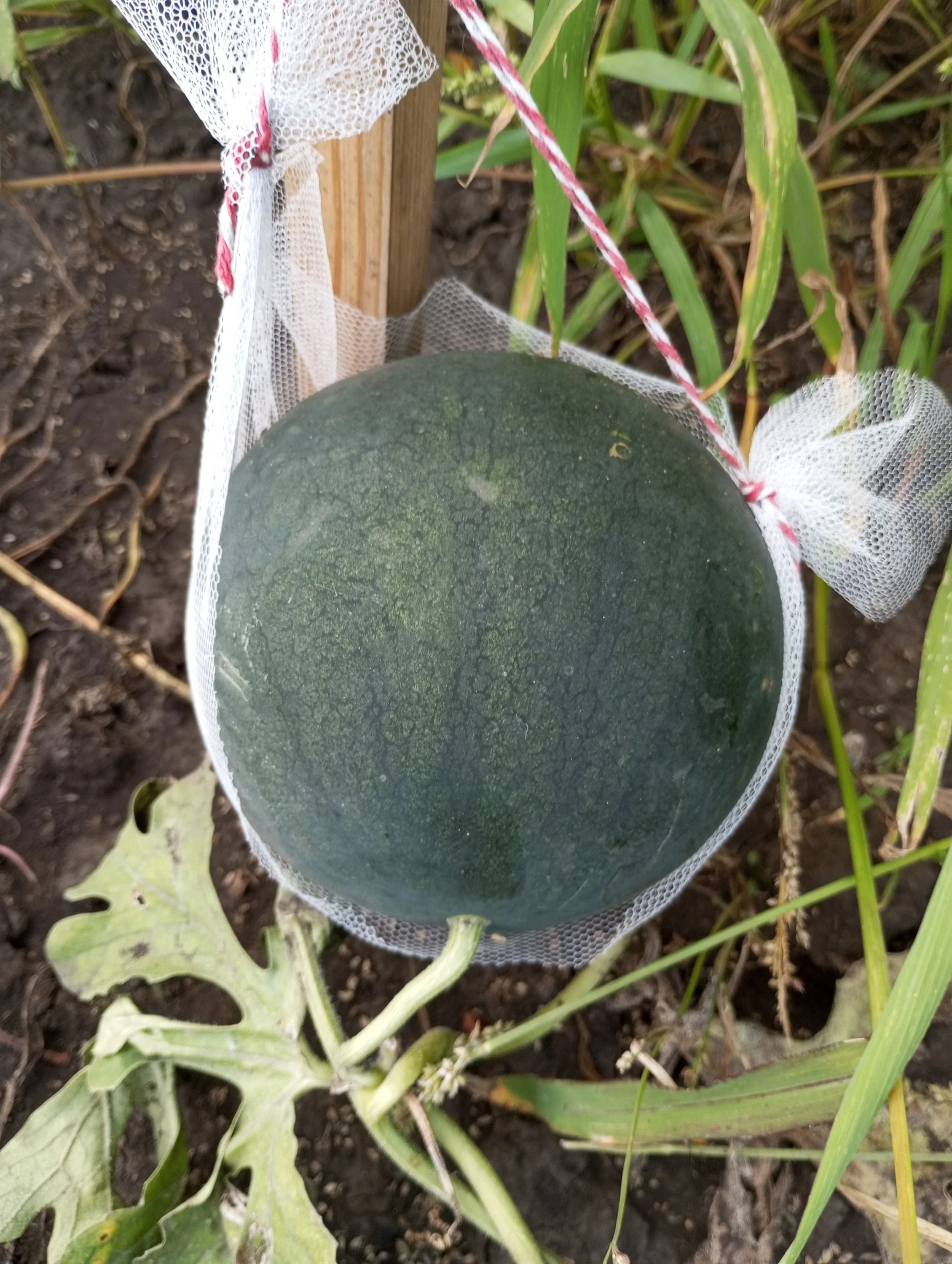 2024-08-13 18-17-15.webp