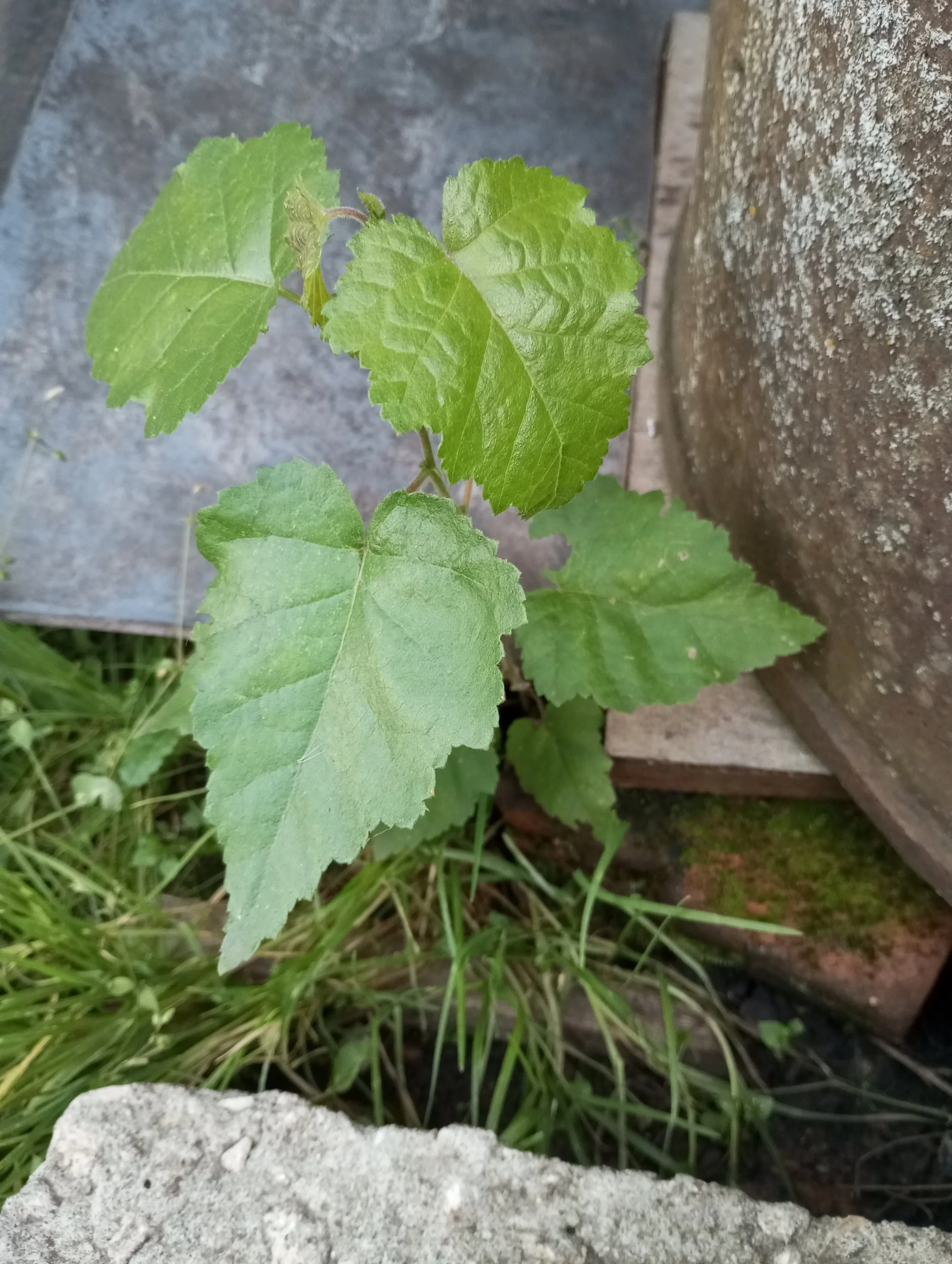 2024-08-13 19-38-39.webp