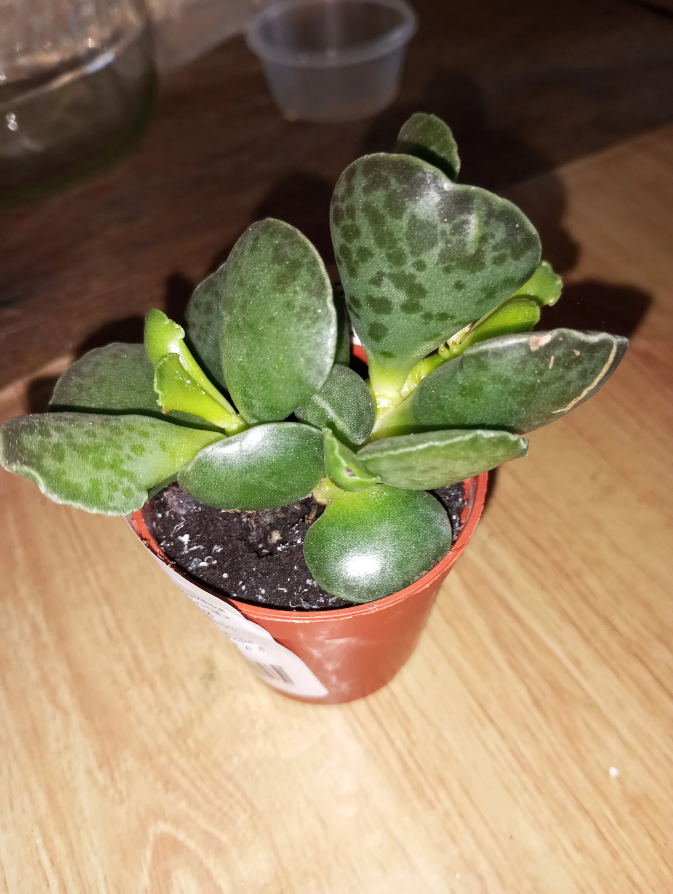 2024-08-14 11-48-35.webp