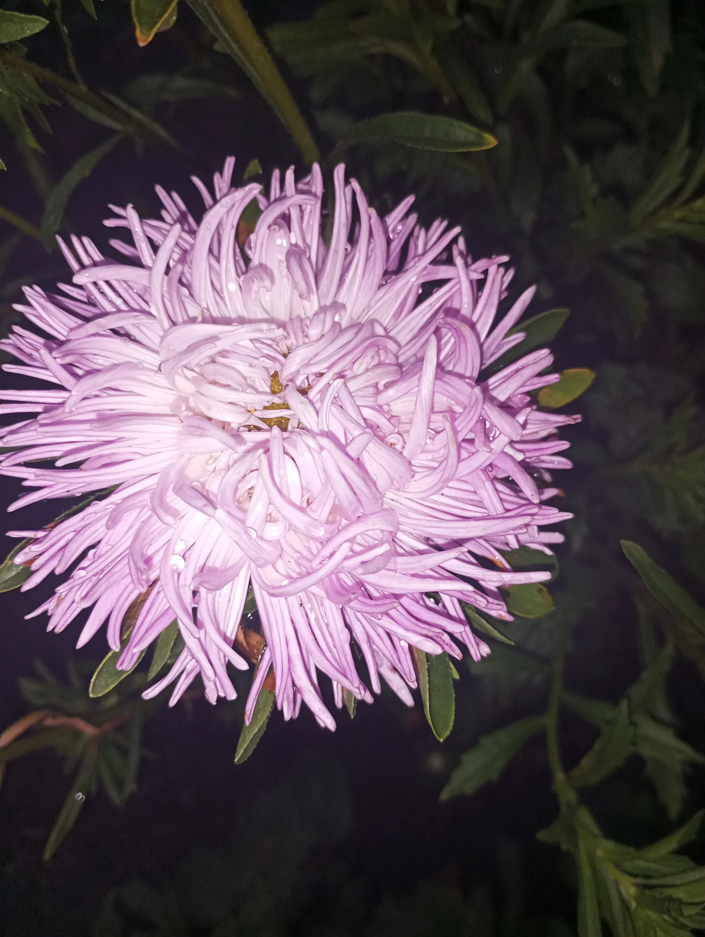 2024-08-17 19-59-07.webp