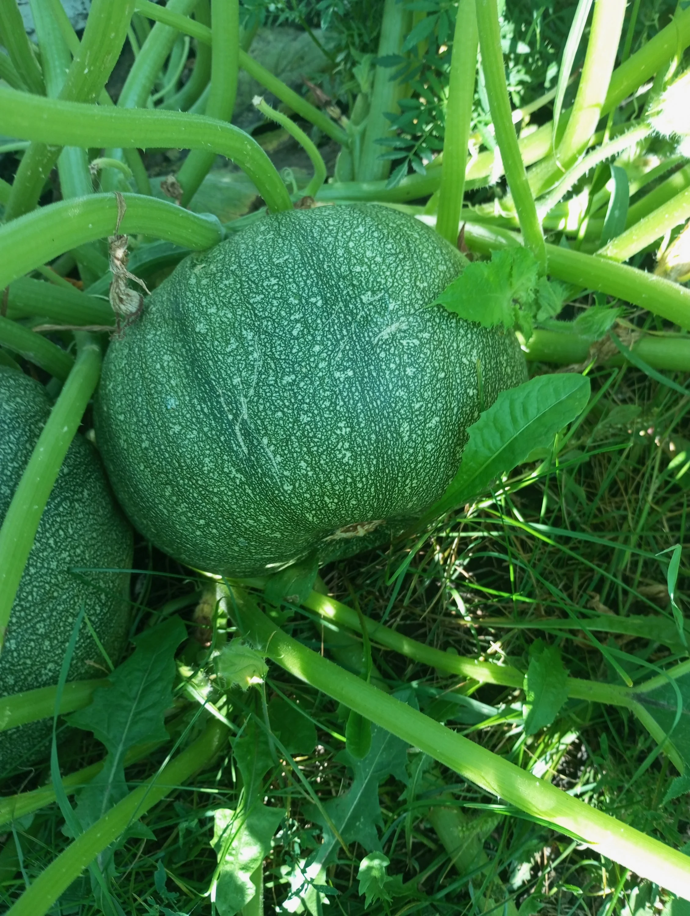 2024-08-21 09-44-57.webp