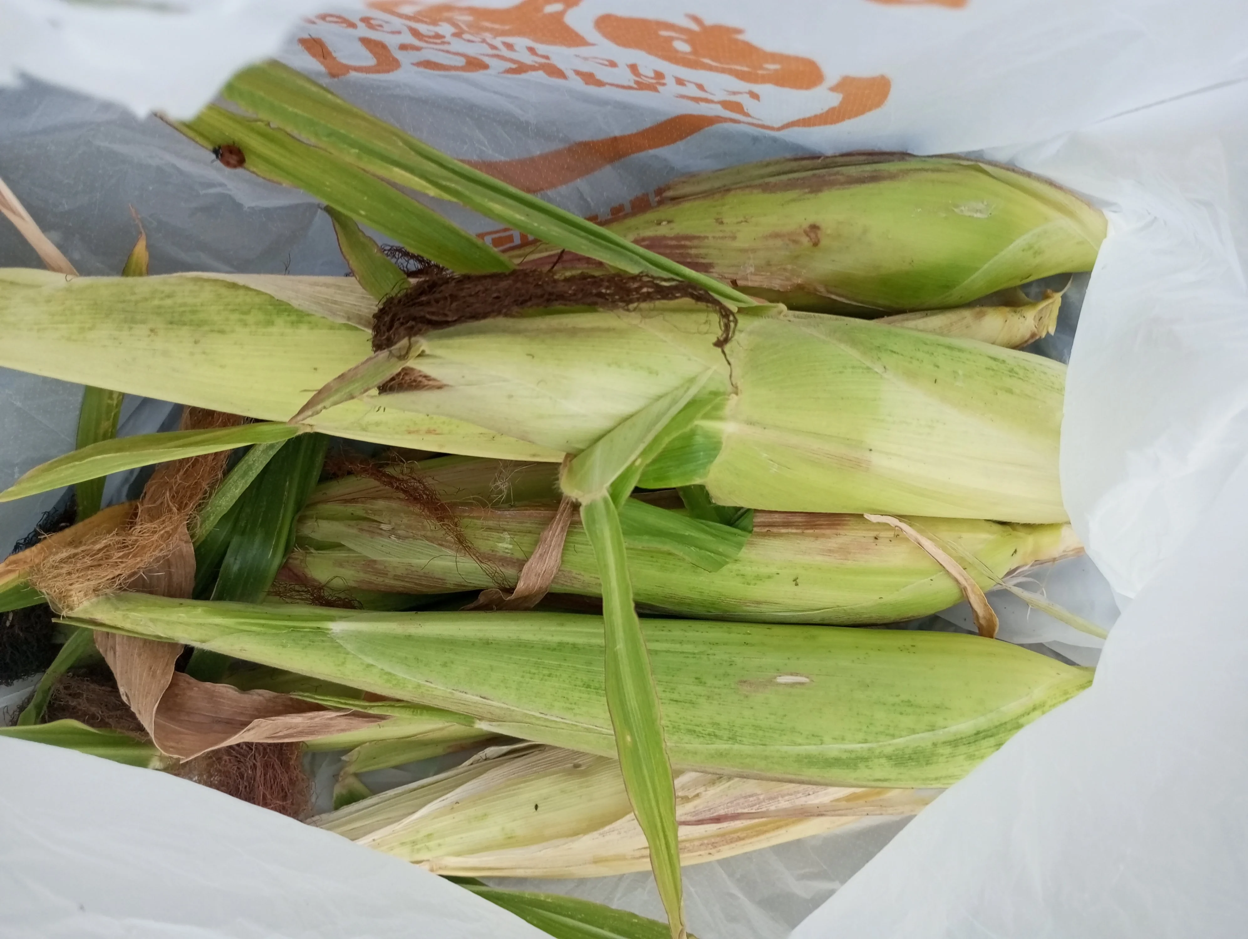 2024-08-27 18-48-28.webp