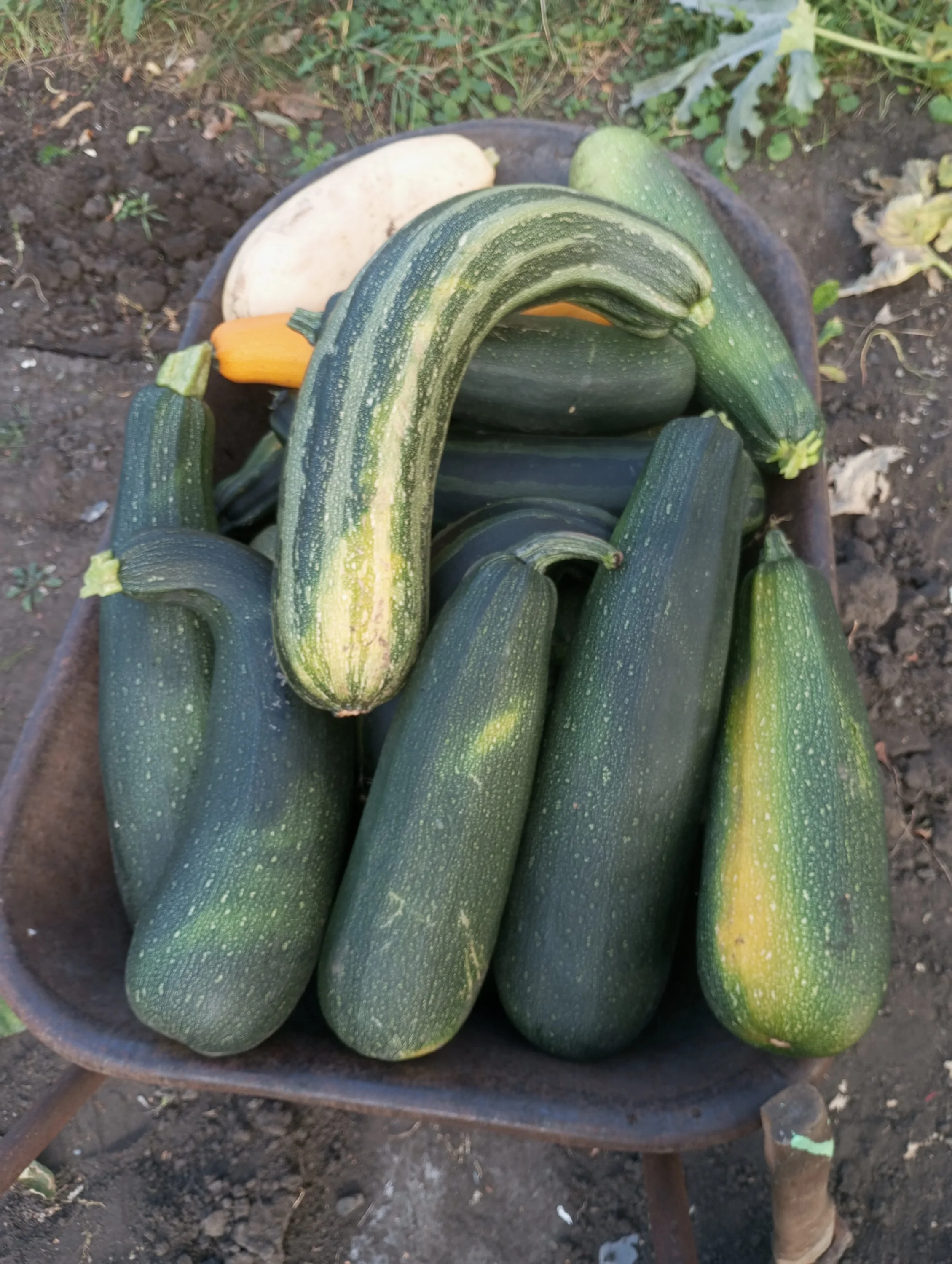 2024-08-29 18-18-59.JPG