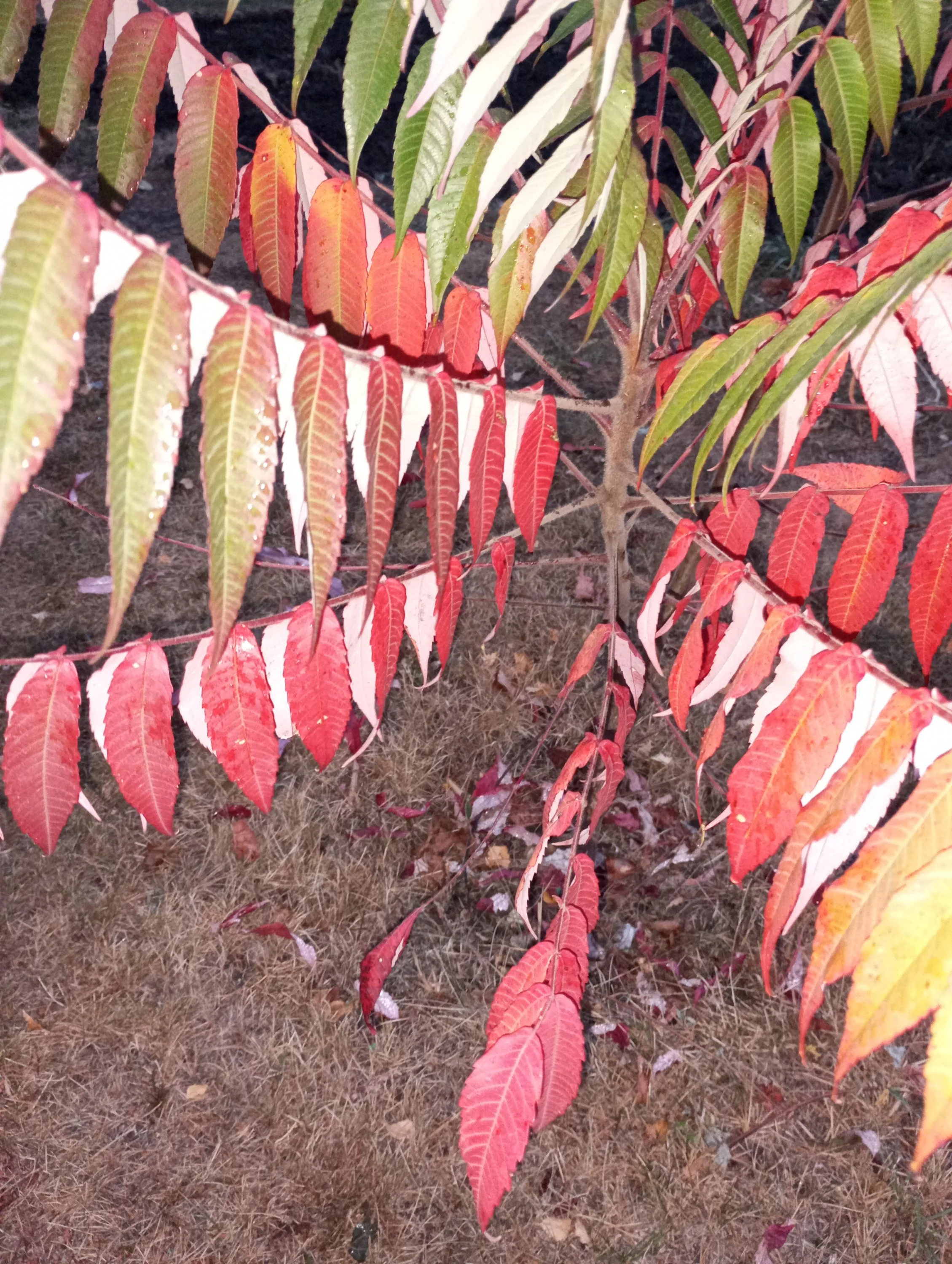 2024-10-04 18-04-23.JPG