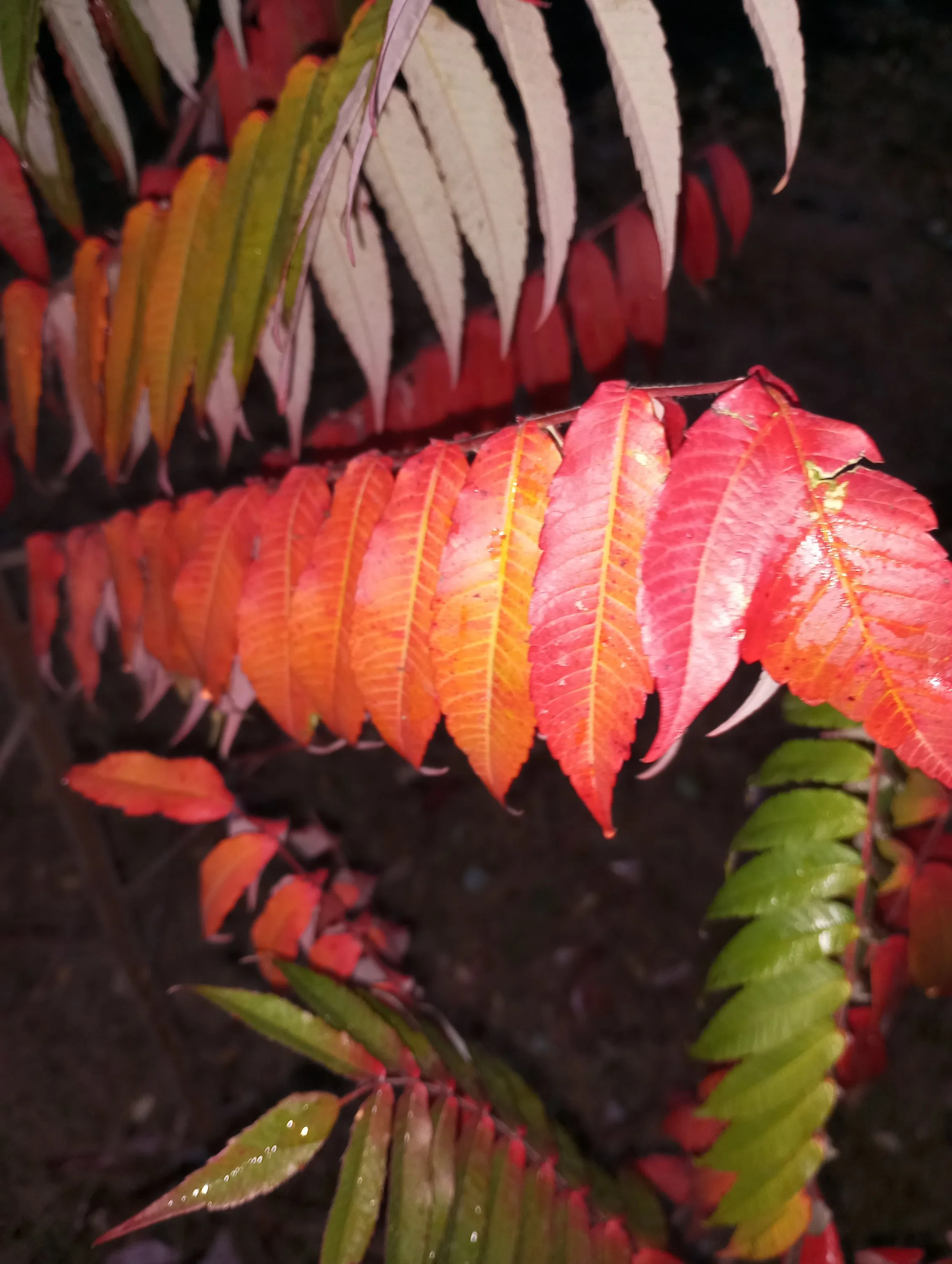 2024-10-04 18-04-32.JPG