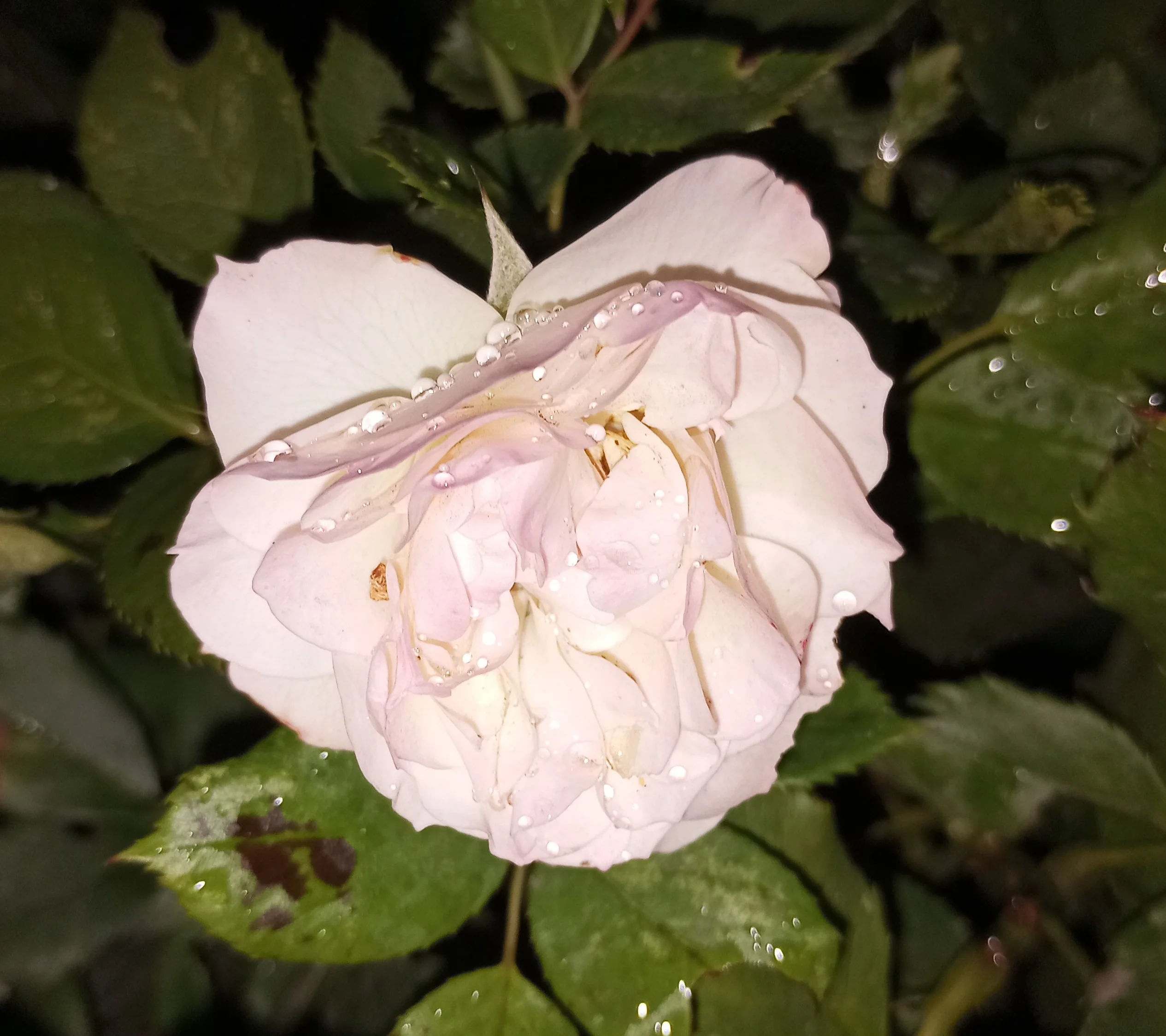 2024-10-04 18-05-55.JPG