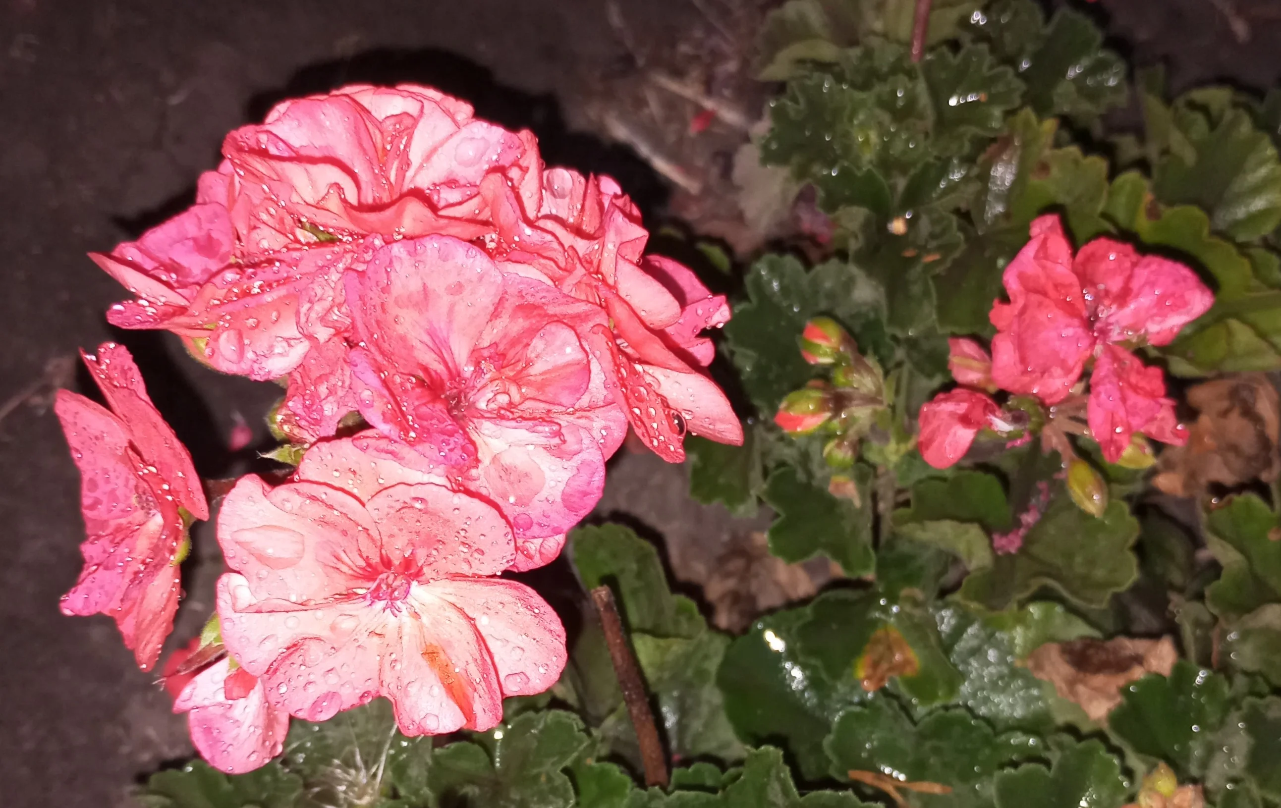 2024-10-04 18-06-08.JPG