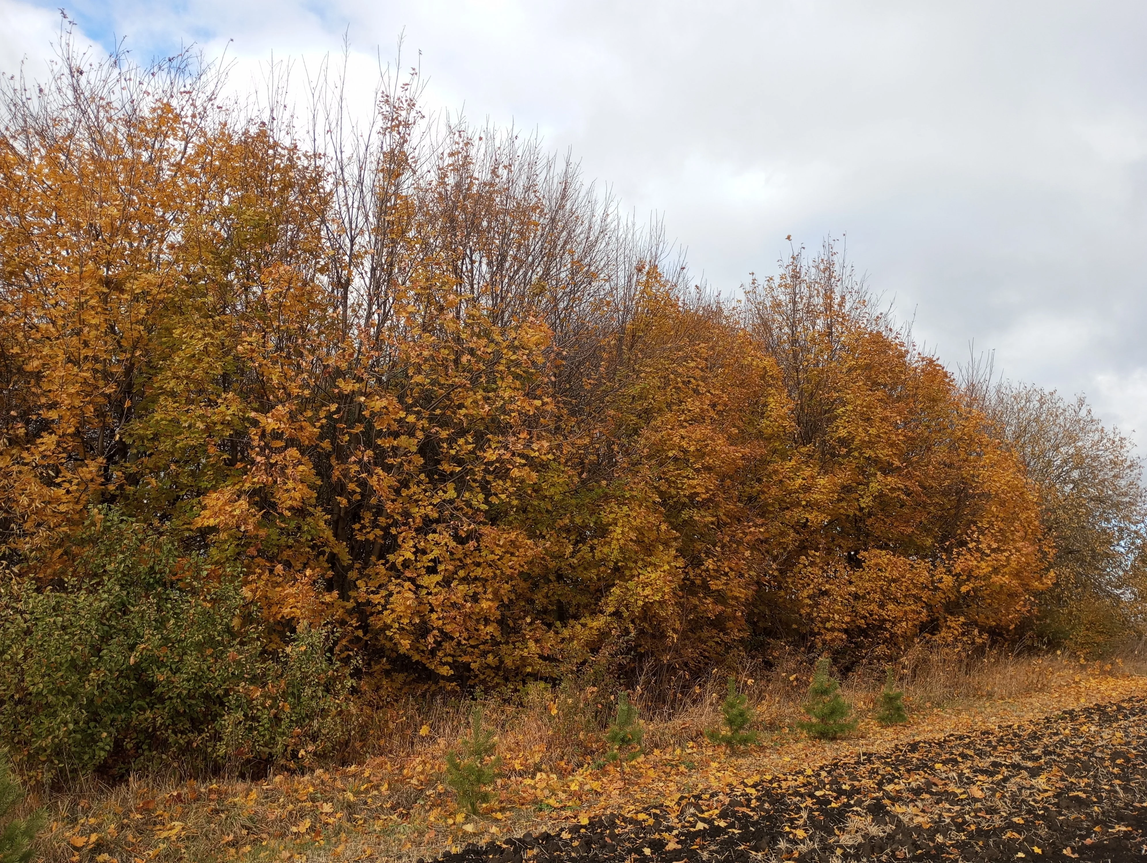 2024-10-25 13-17-50.webp