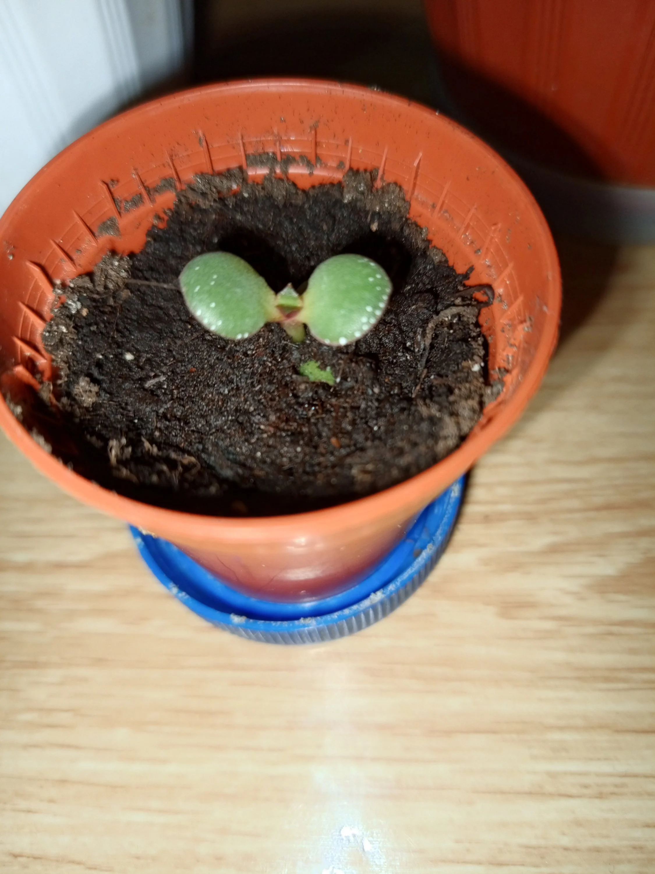 2024-12-25 05-46-03.webp