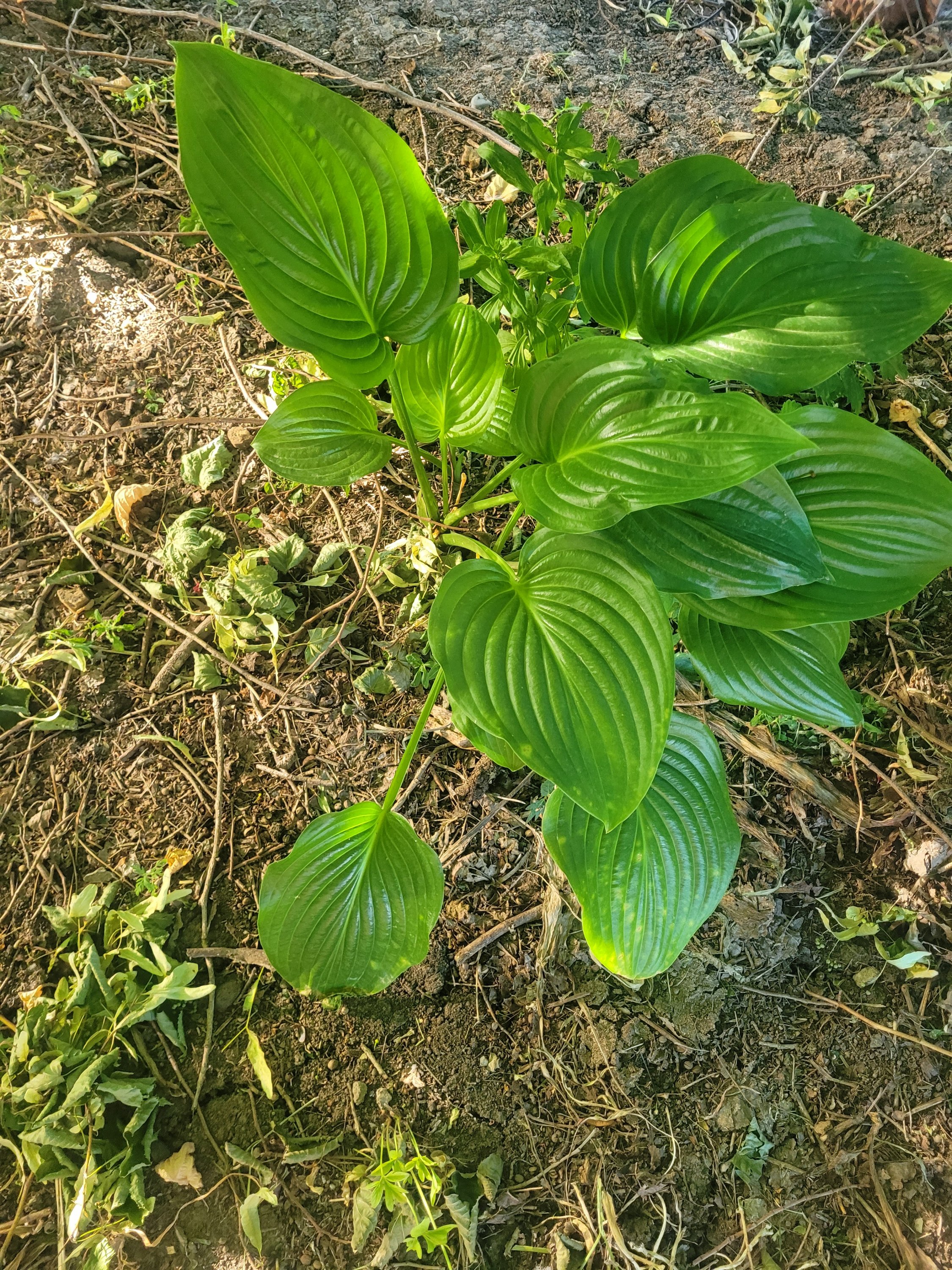 20240601_175319.jpg