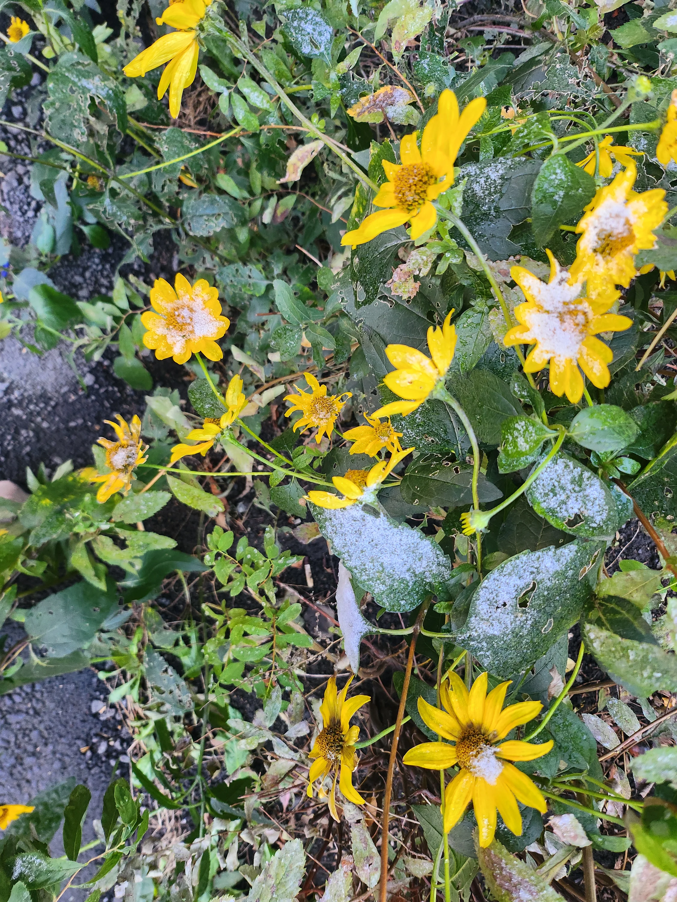 20250929_090745-webp.2221031