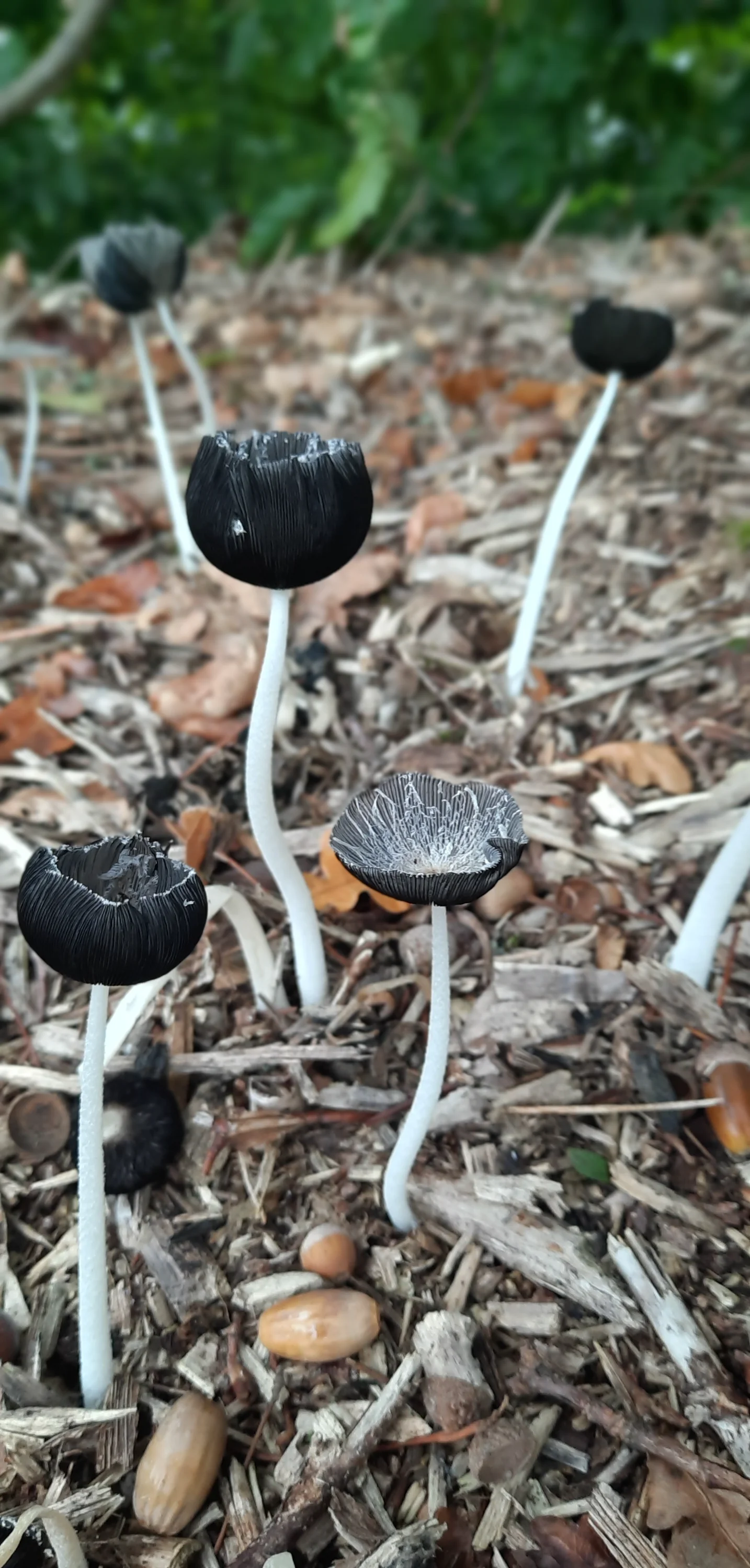 20250930_120012-webp.2221380