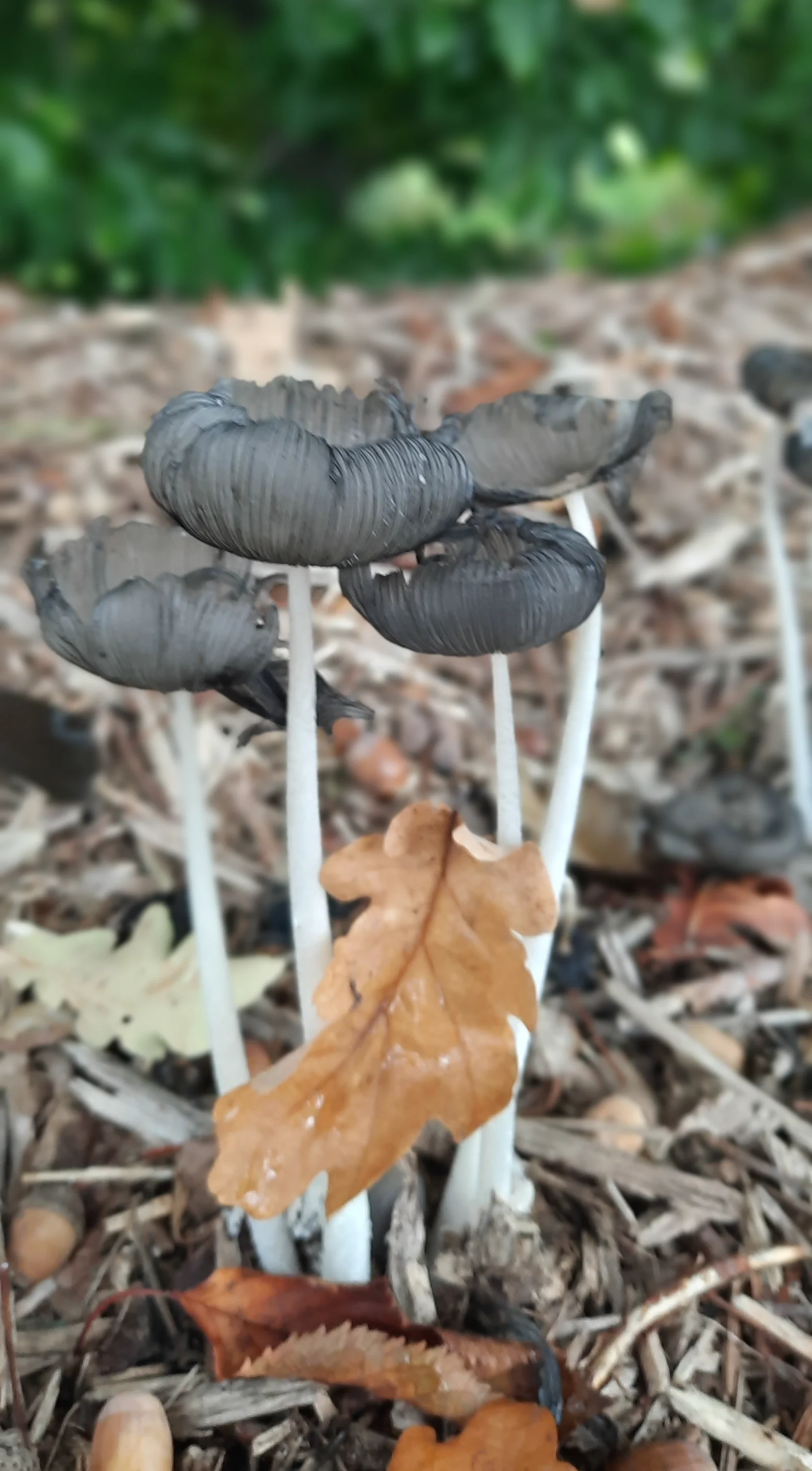 20250930_120030-webp.2221373