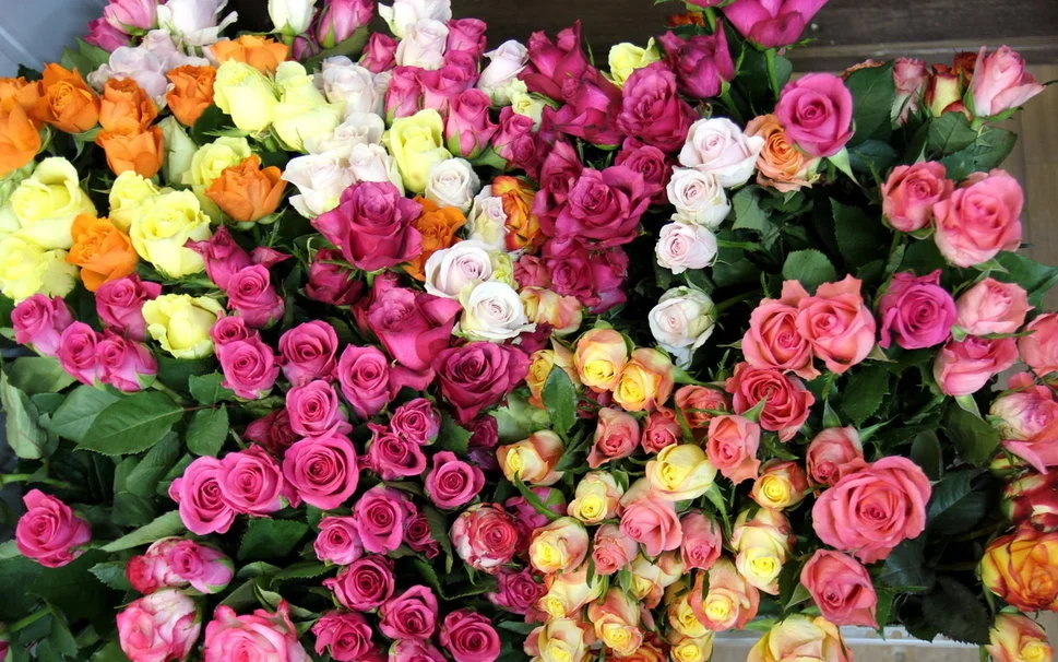 212760__a-roomful-of-roses_p.webp
