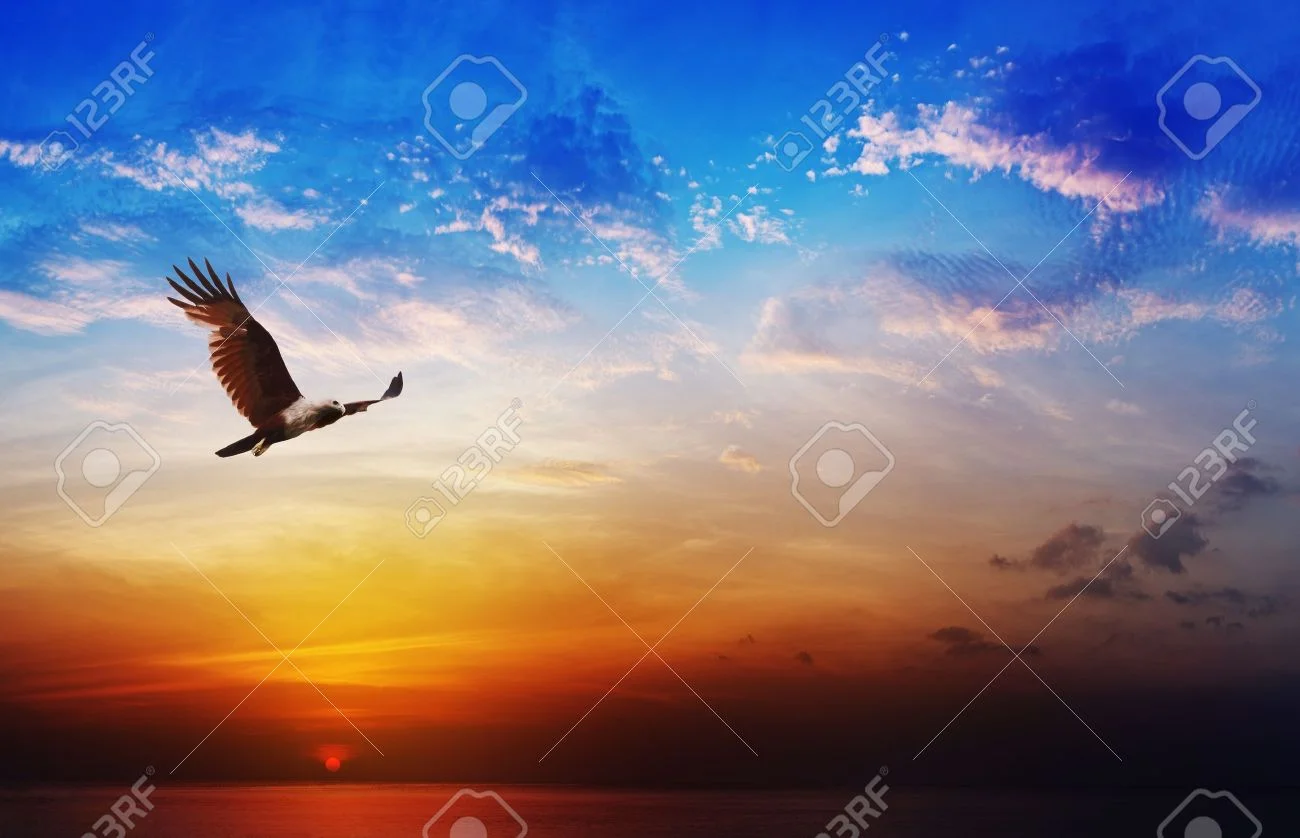 21398861-Bird-of-prey-Brahminy-Kite-flight-on-beautiful-sunset-above--Stock-Photo.webp