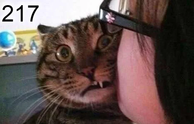 217.jpg
