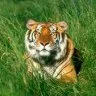 21924.webp