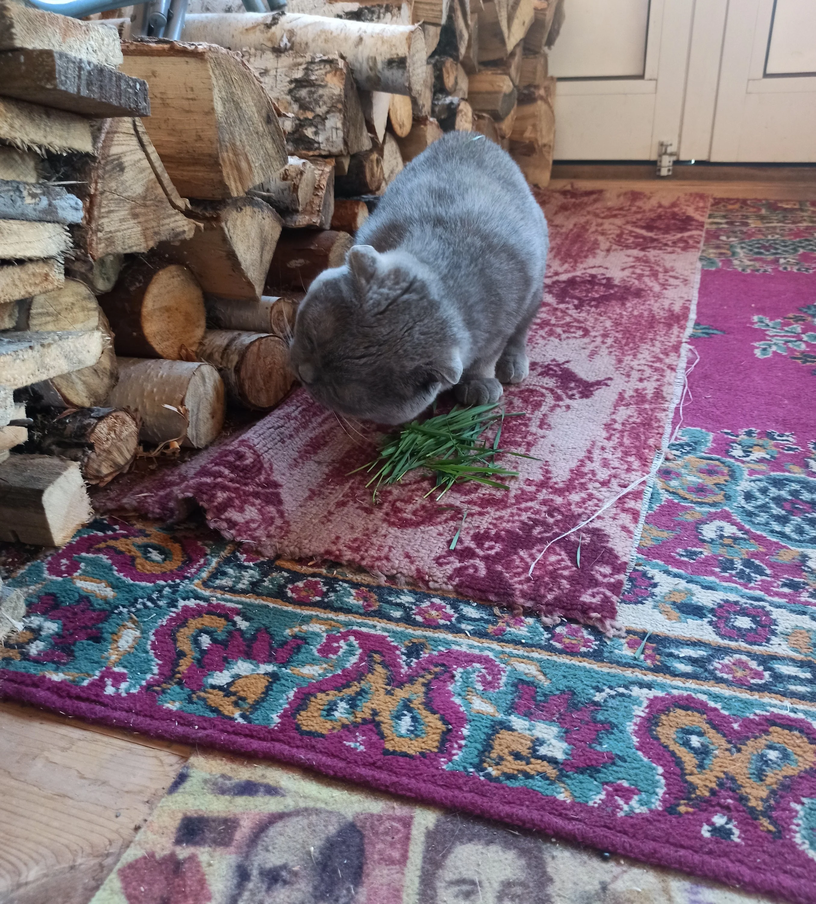 22 @Алёна909.webp