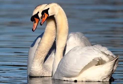 22 лебеди.webp