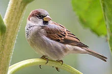 220px-House_Sparrow_m_2892.webp