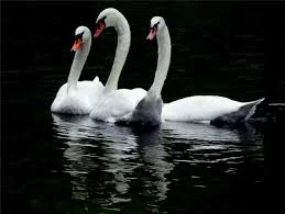 222.webp