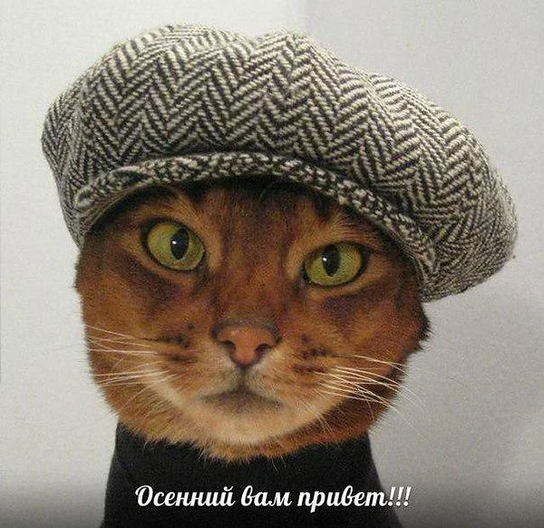 2237647021.webp