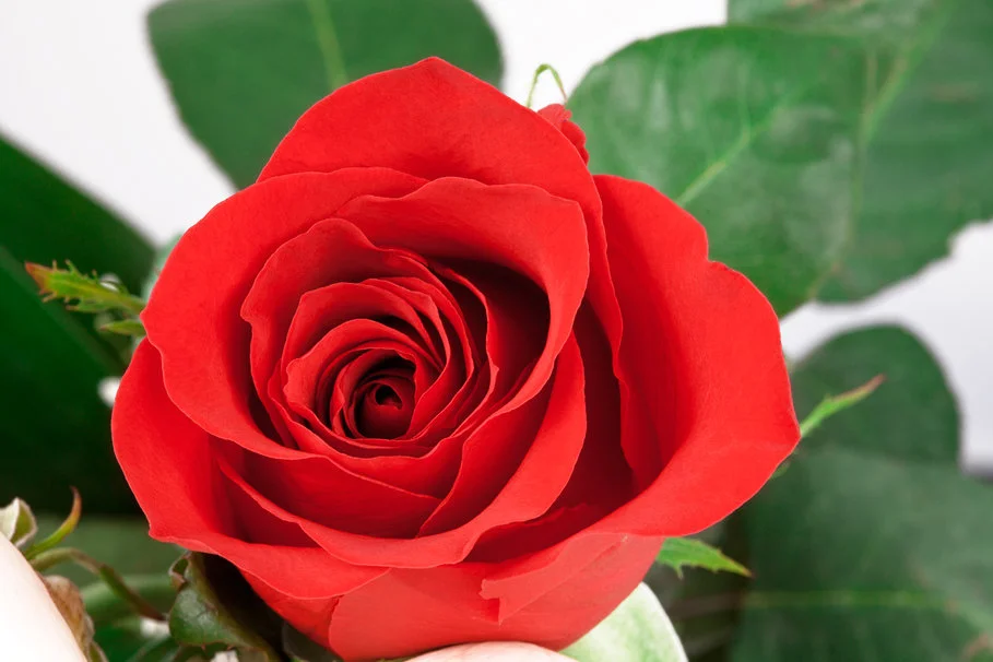 22970__red-rose_p.webp