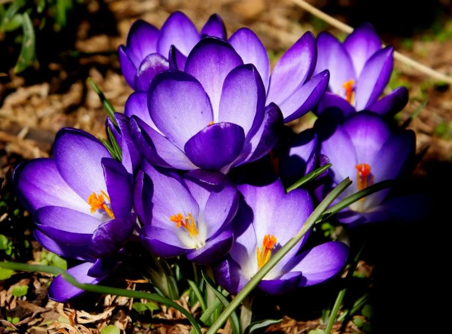 2299857_ad51b3b0.webp