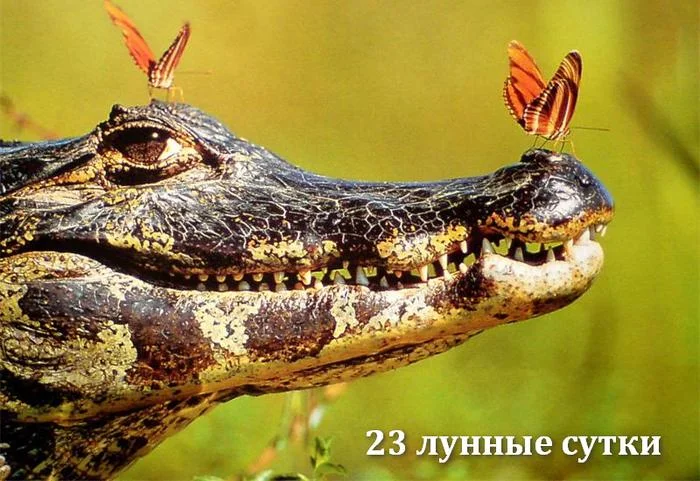 23-krokodilov.webp