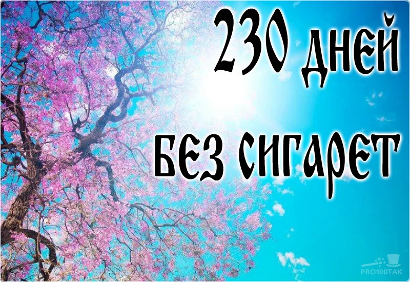 230 без сиг.webp