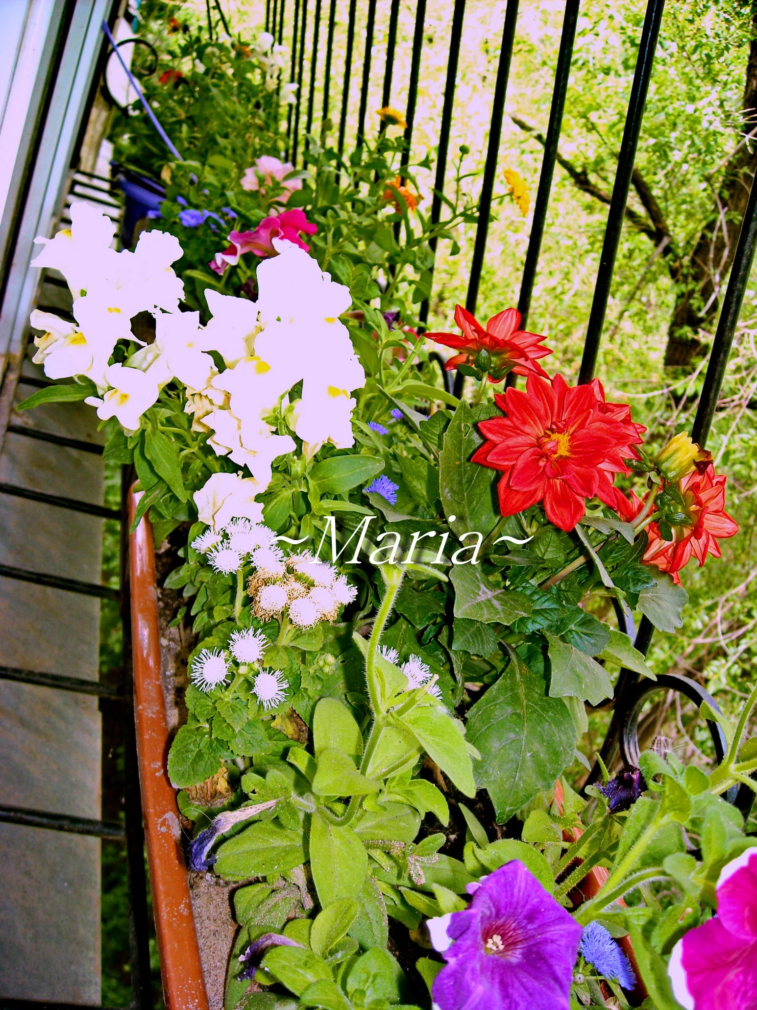 238 май цветы только начали цвести--.webp