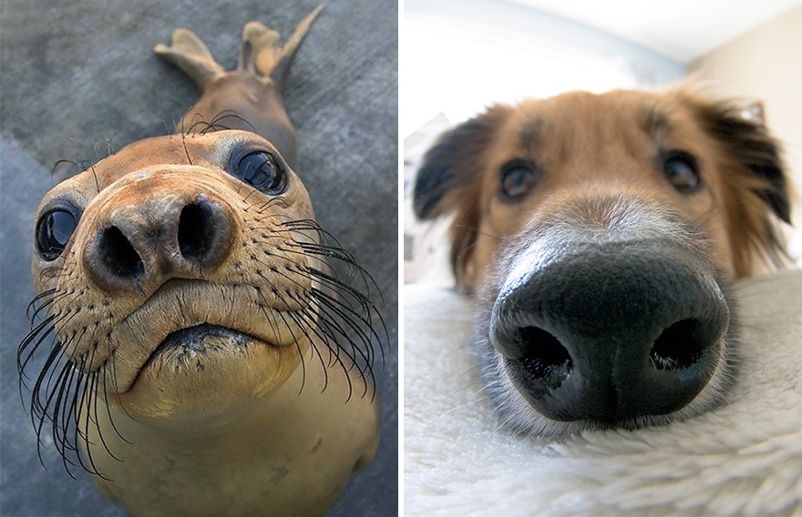 2413305-funny-seals-look-like-dogs-21-574ead52ce1e8__880-880-1465758964.jpg