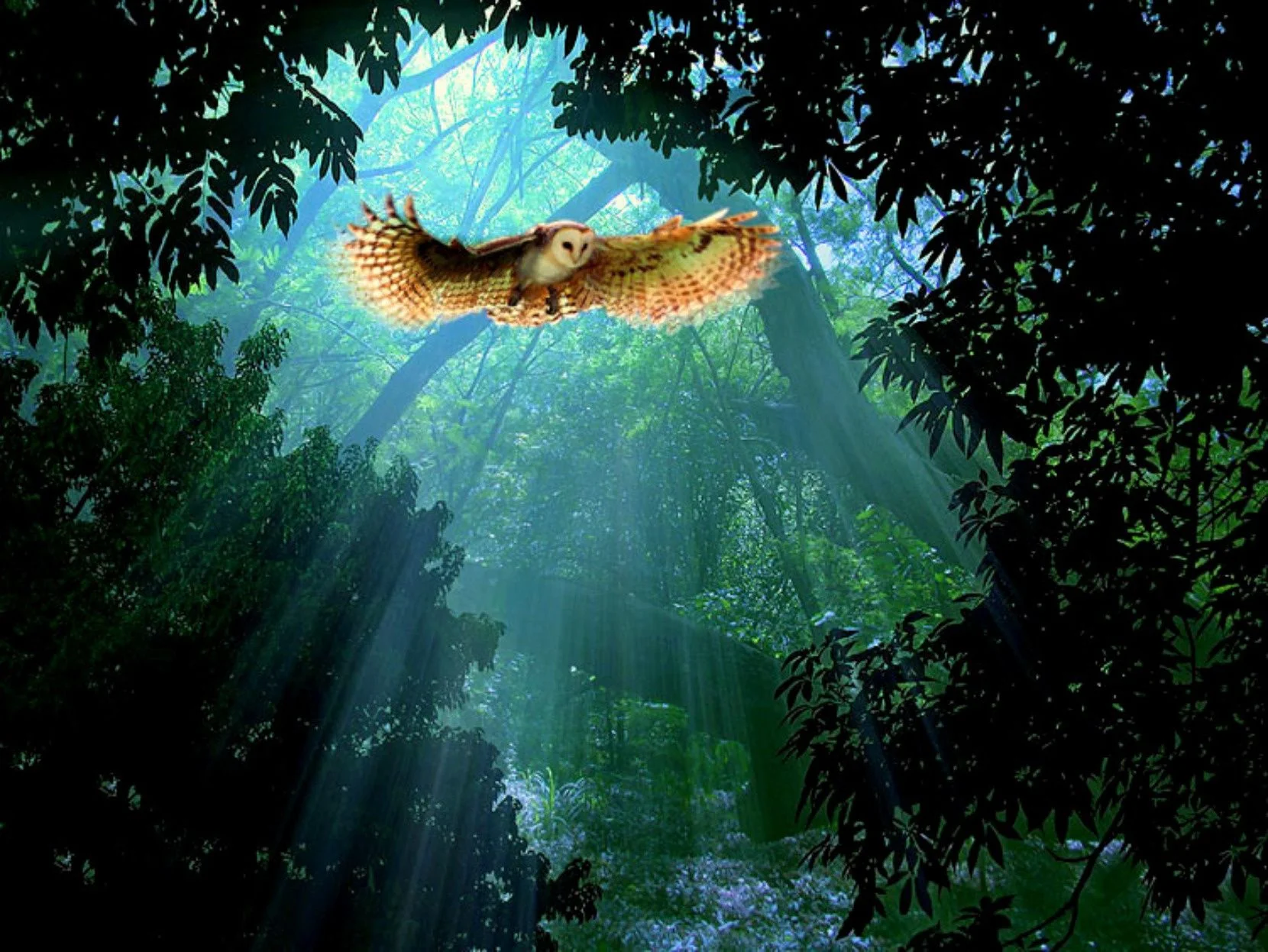 245934_les_-solnce_-luchi_-sova_1660x1246_(www.GdeFon.ru)  sova, sova.webp