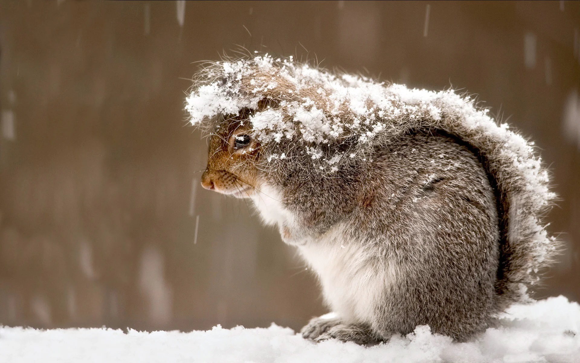 2470-snow-squirrel-animals.webp