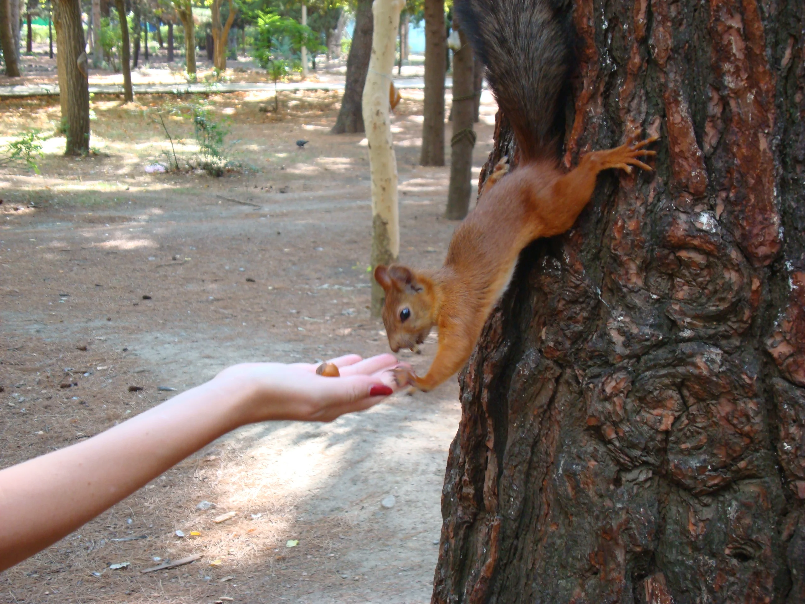 25 реалистка.webp