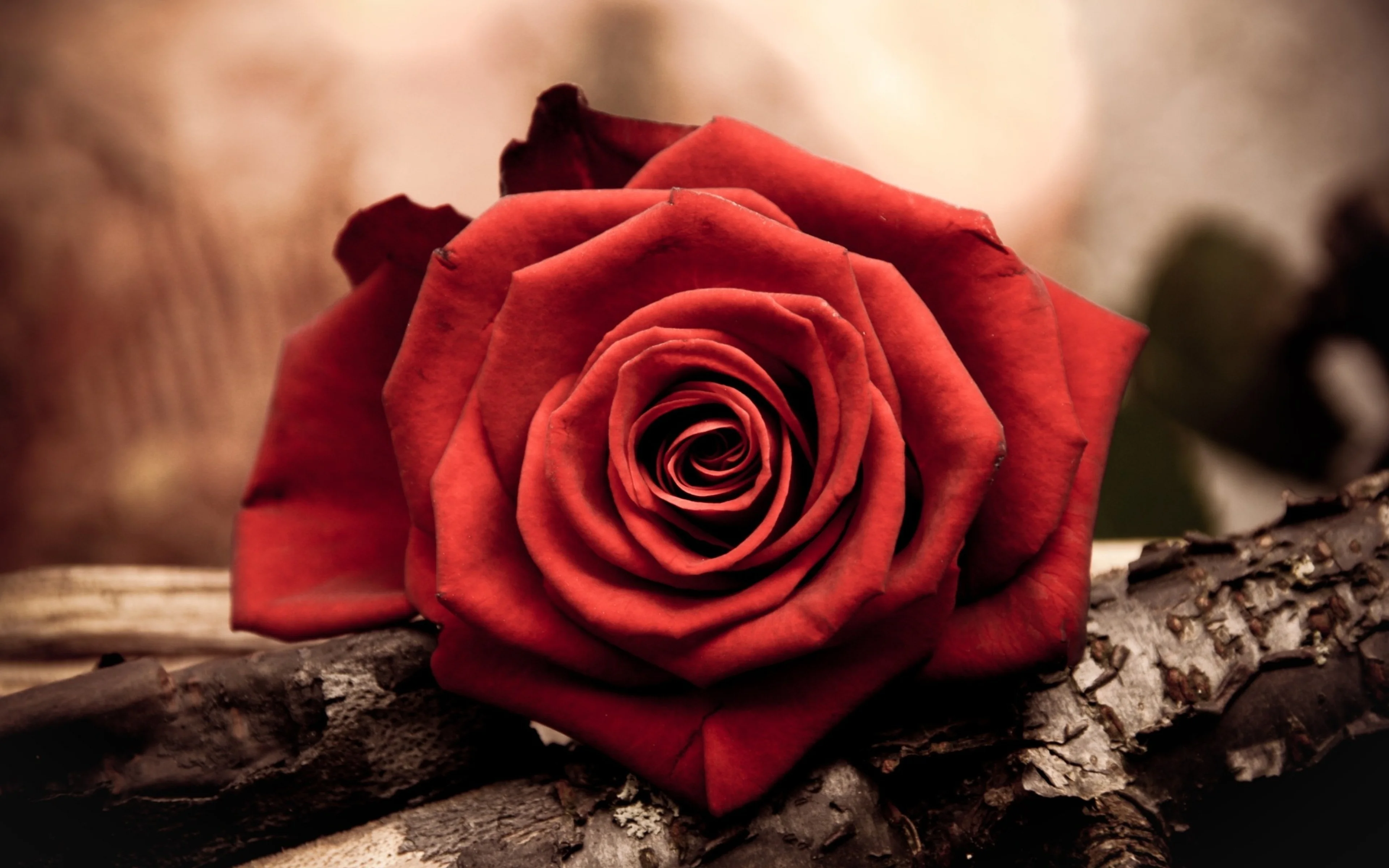 25.webp