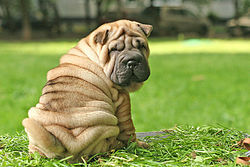 250px-Shar_pei_puppy_(age_2_months).jpg